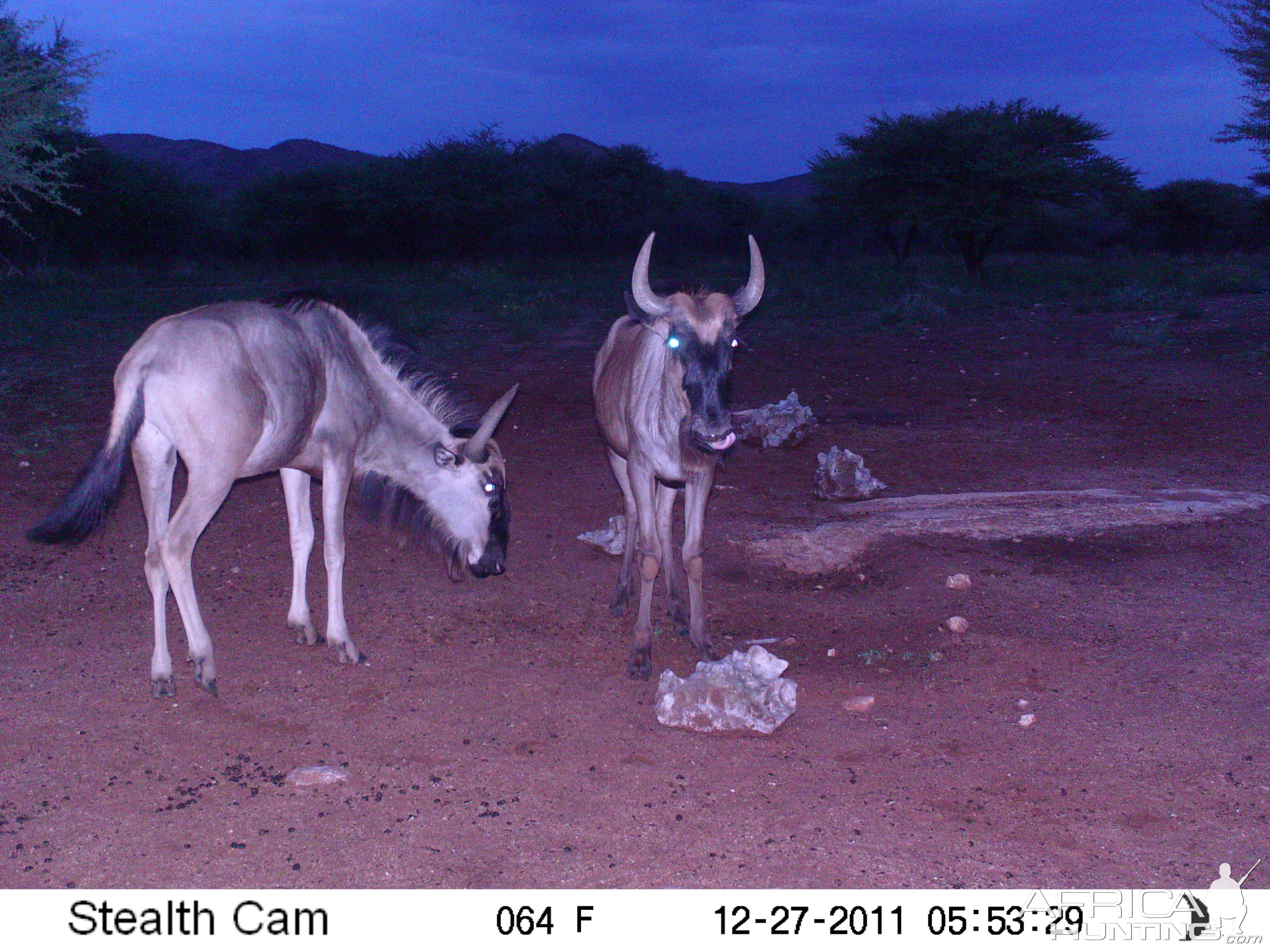 Trail Camera Namibia