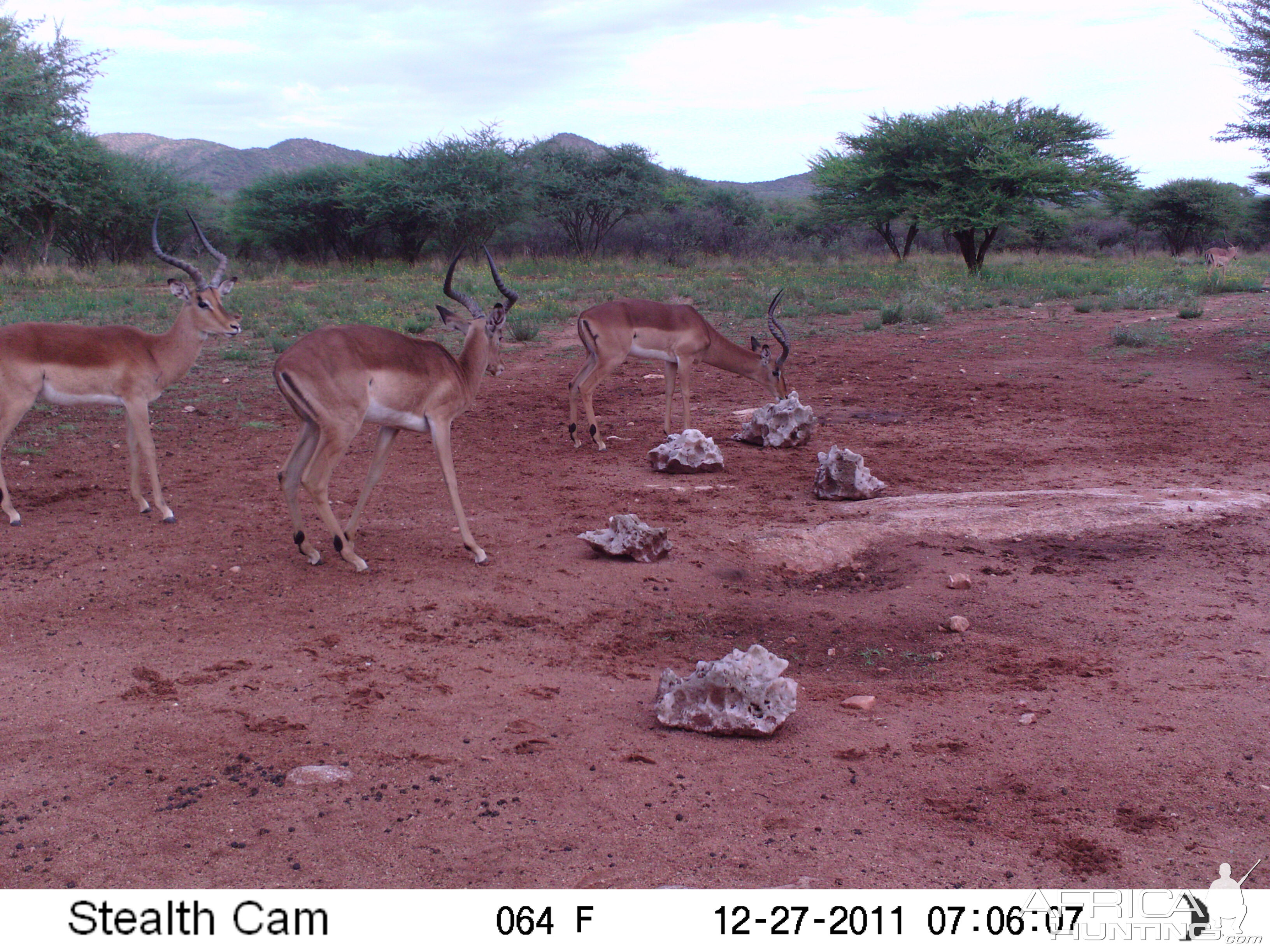 Trail Camera Namibia