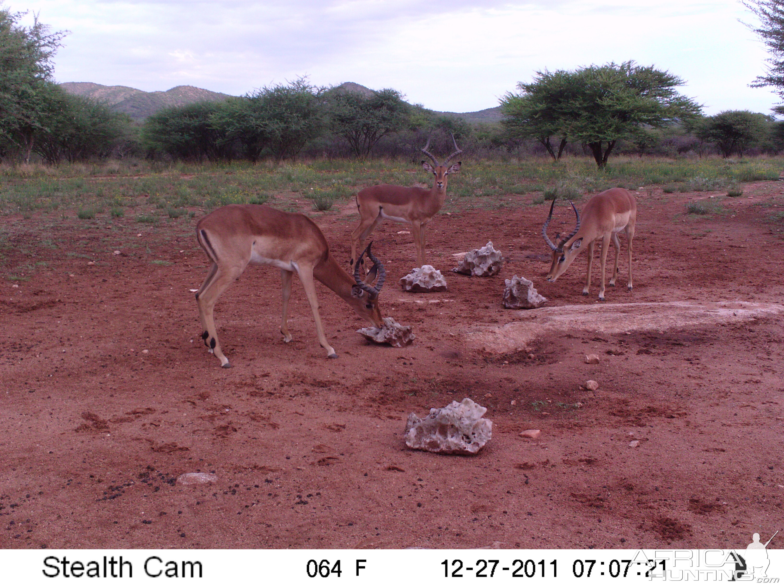 Trail Camera Namibia