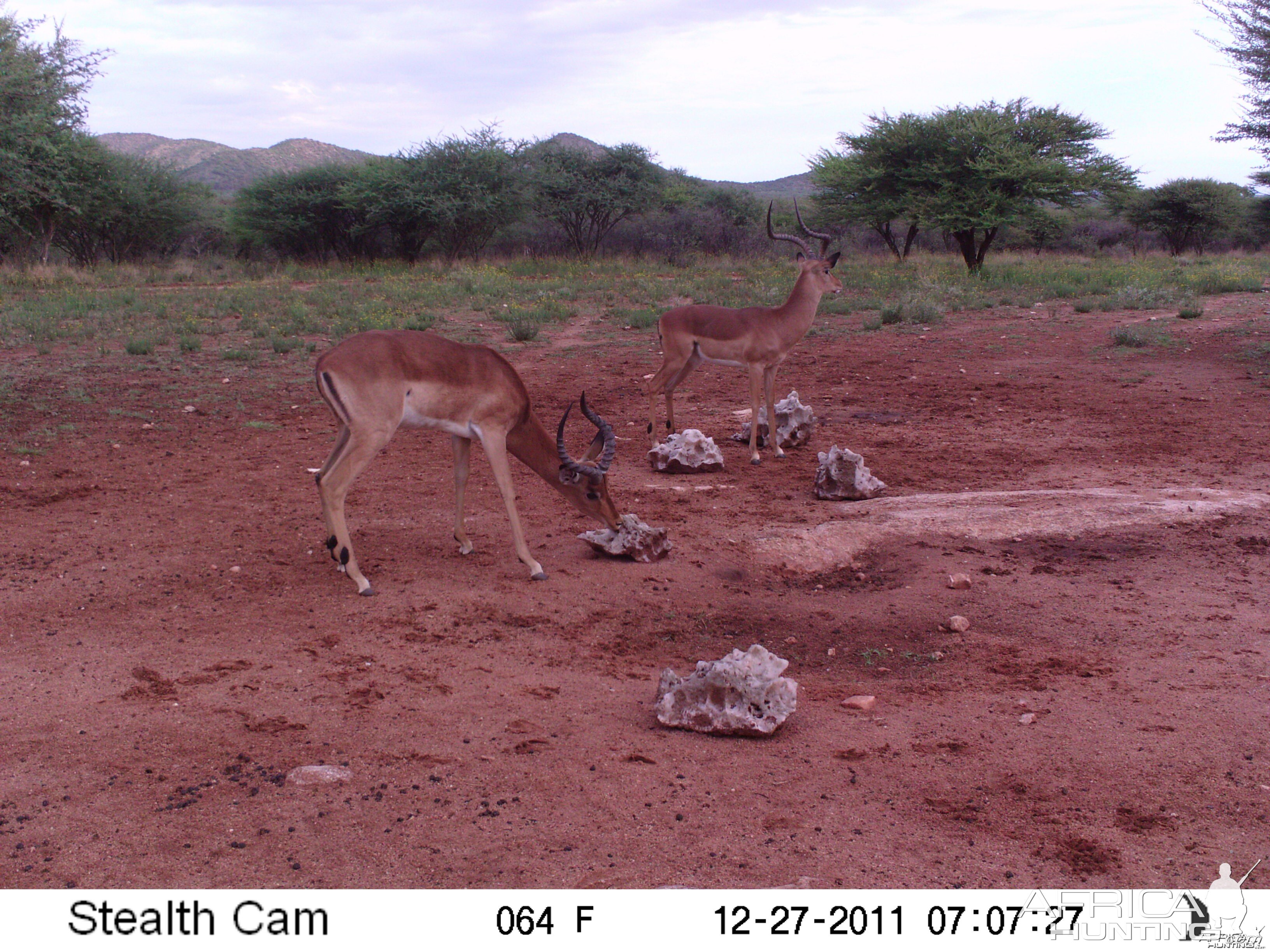 Trail Camera Namibia