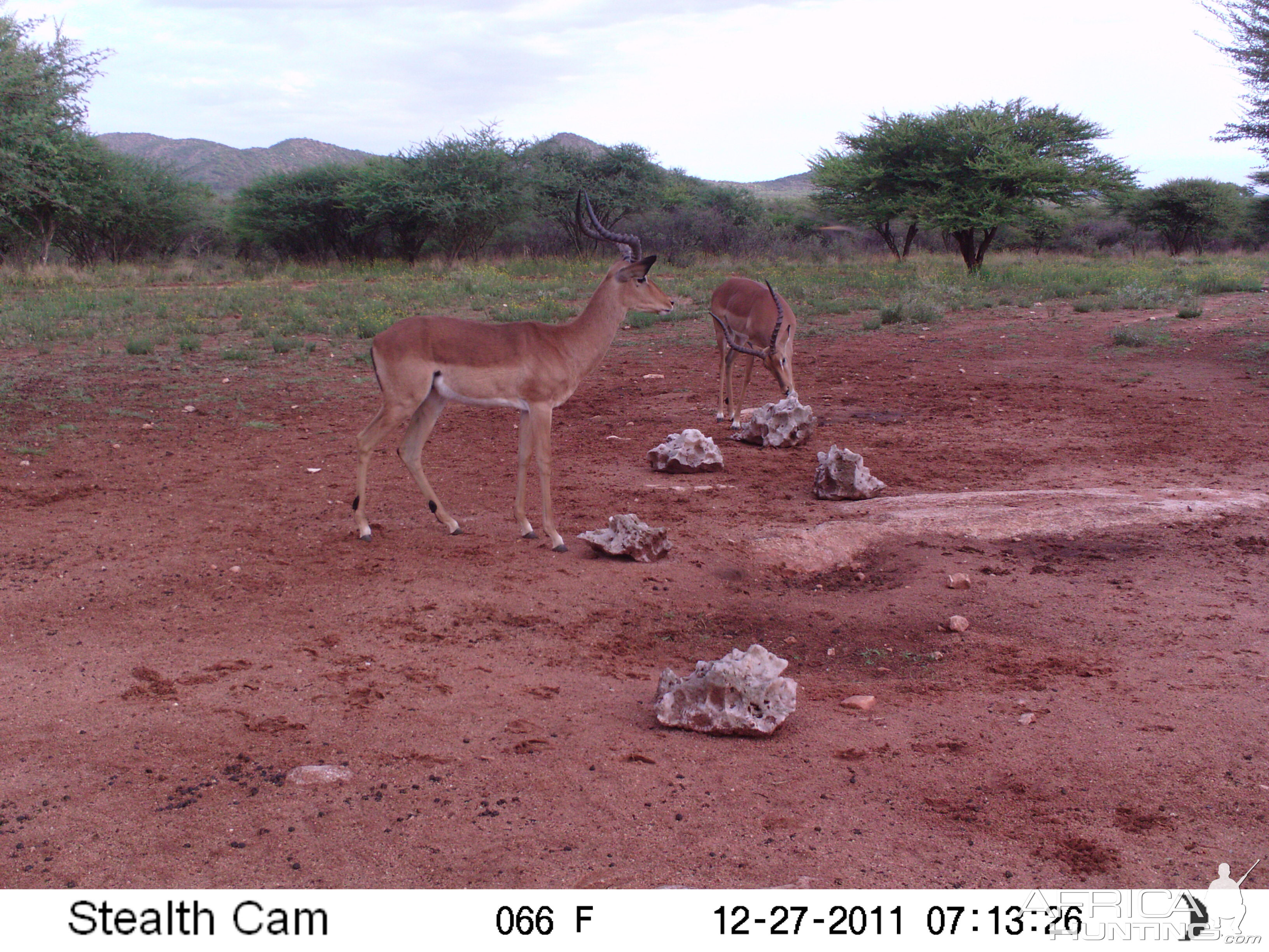 Trail Camera Namibia