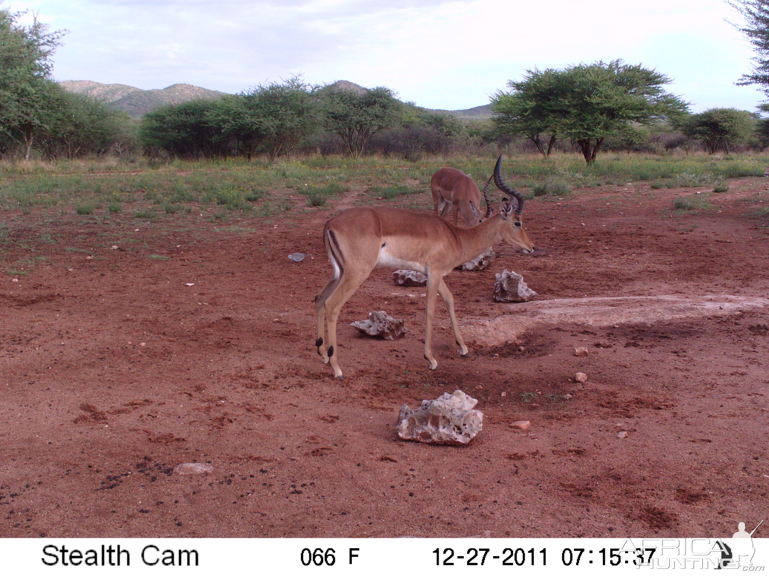 Trail Camera Namibia