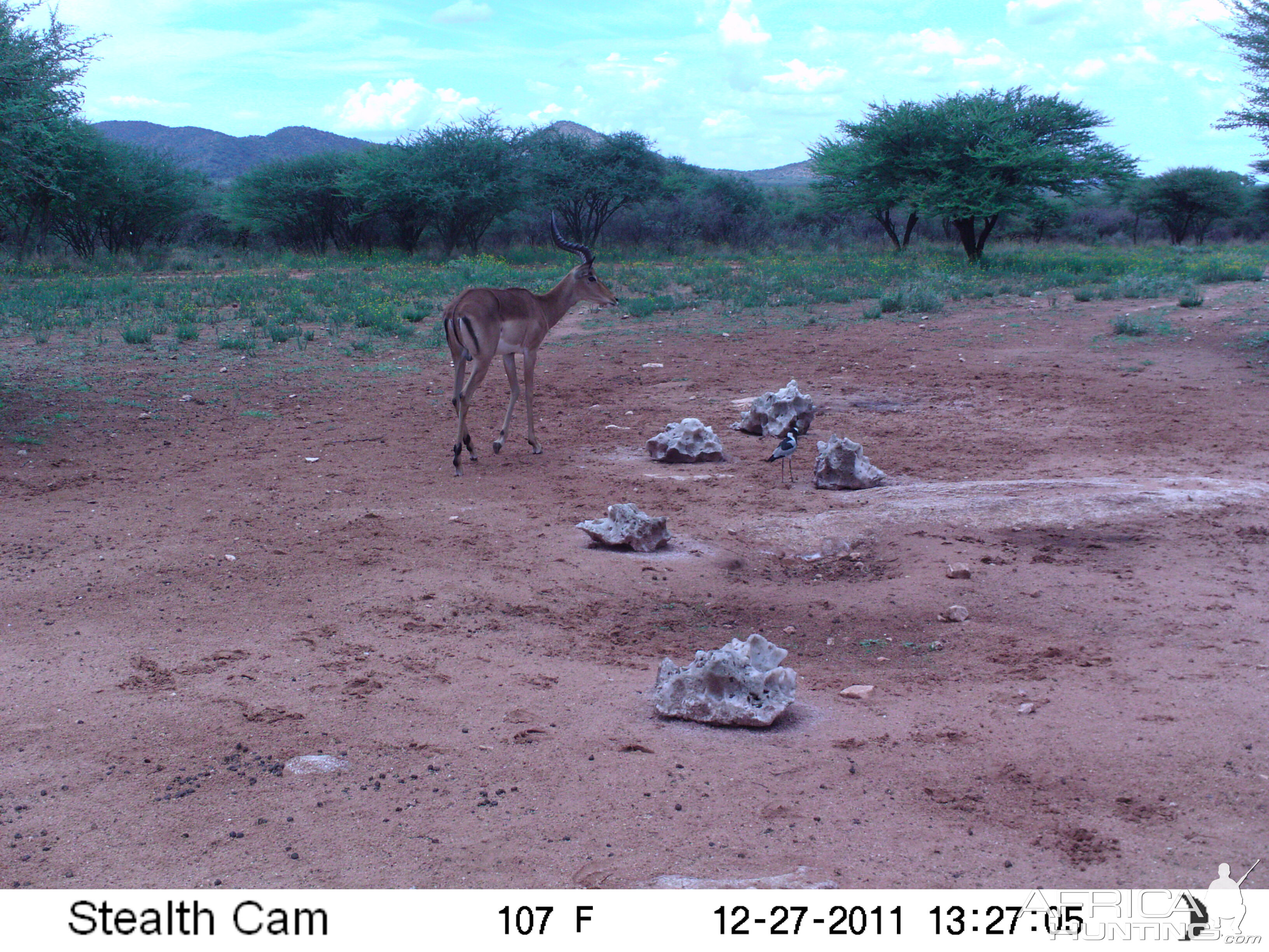 Trail Camera Namibia