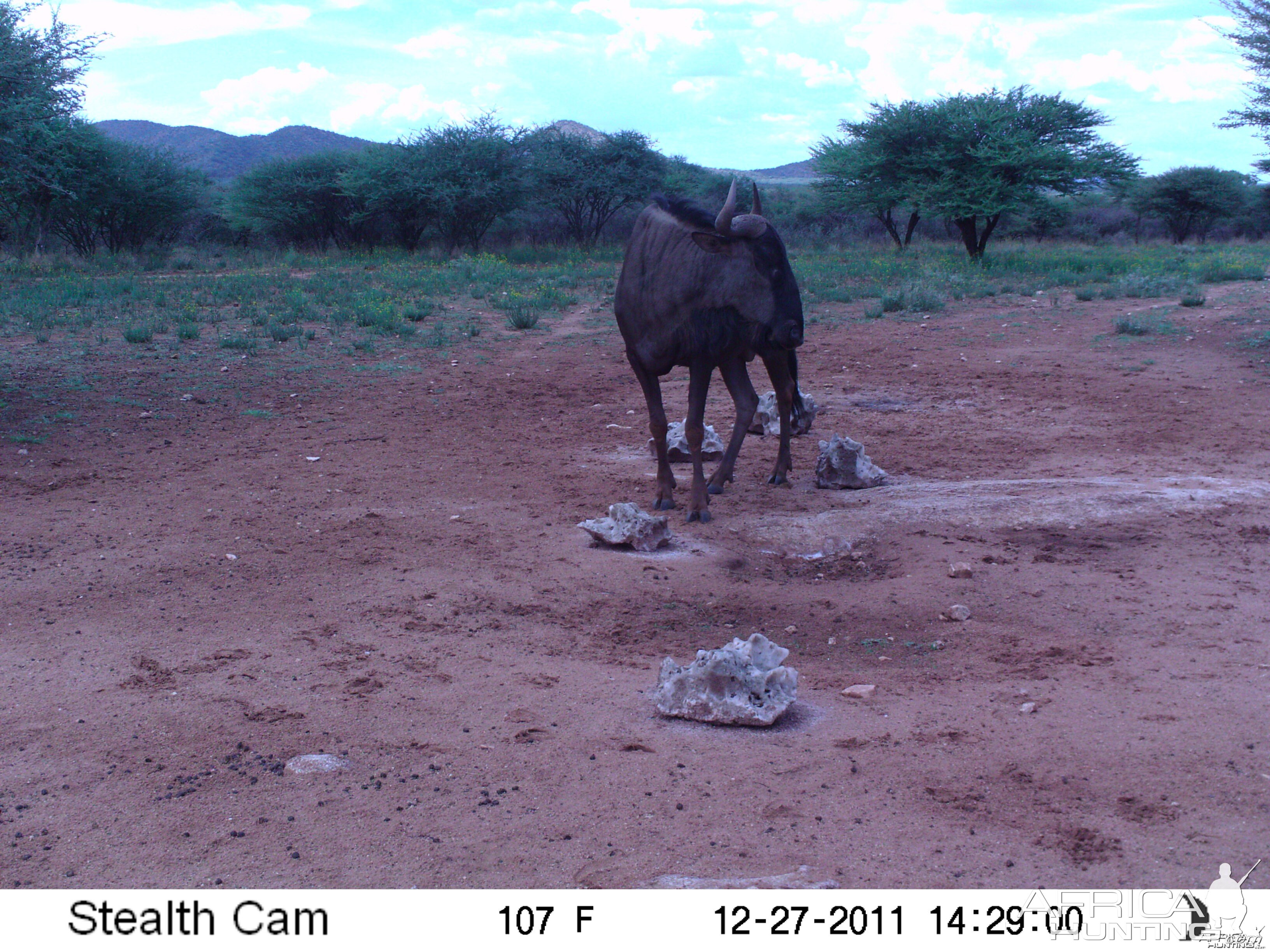 Trail Camera Namibia