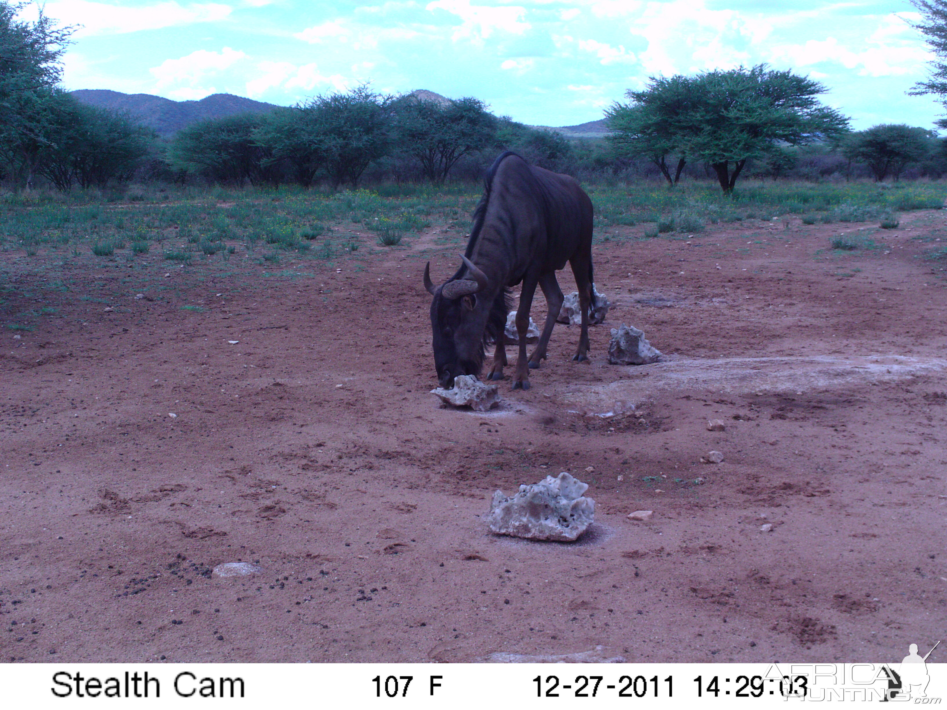 Trail Camera Namibia