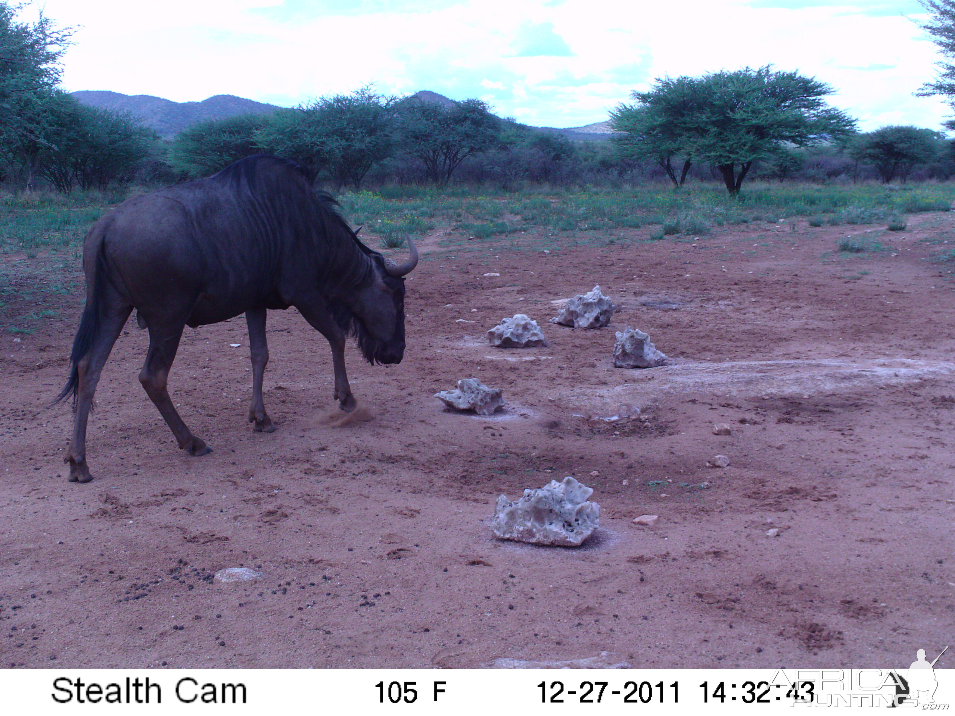 Trail Camera Namibia