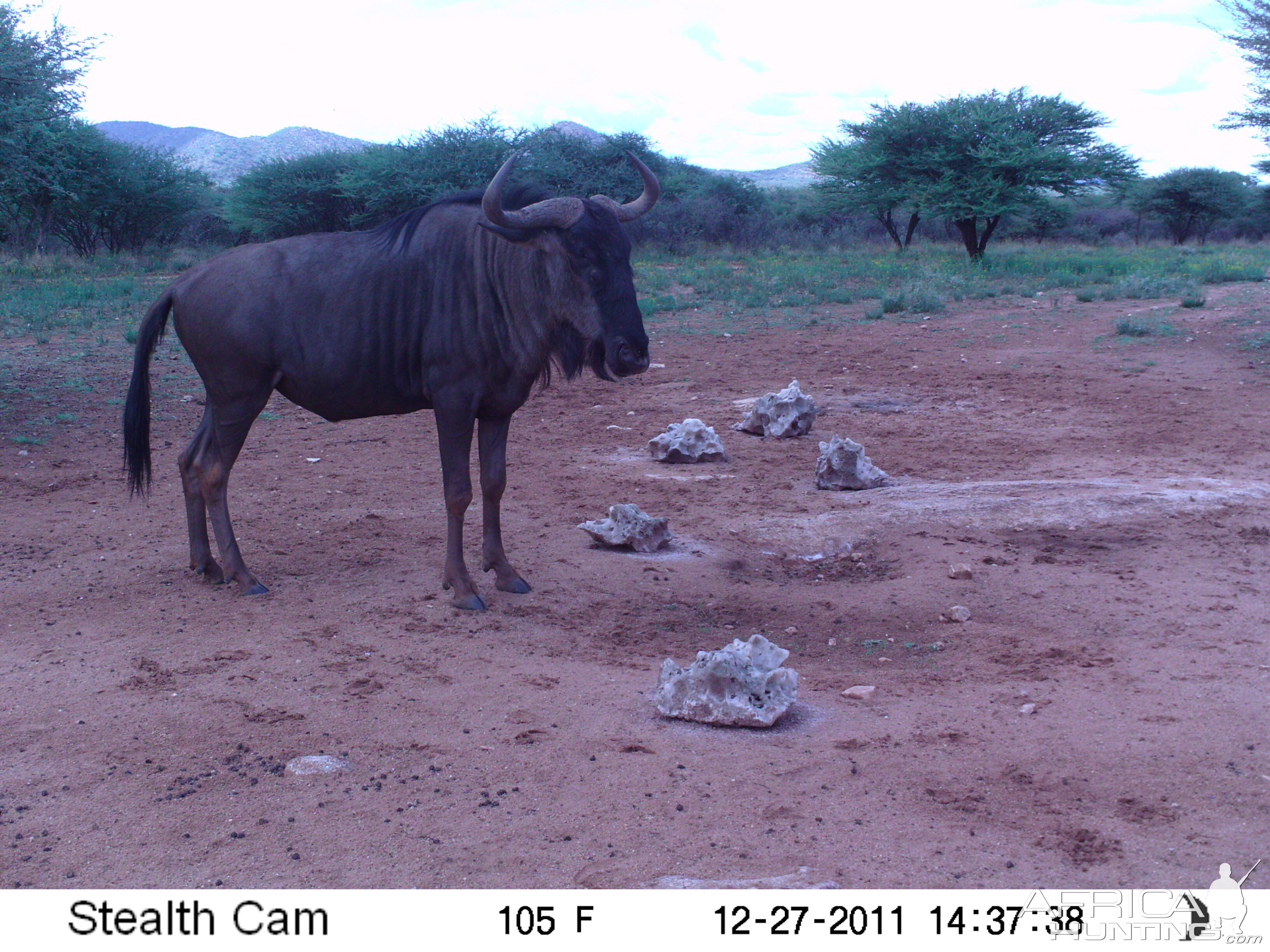 Trail Camera Namibia