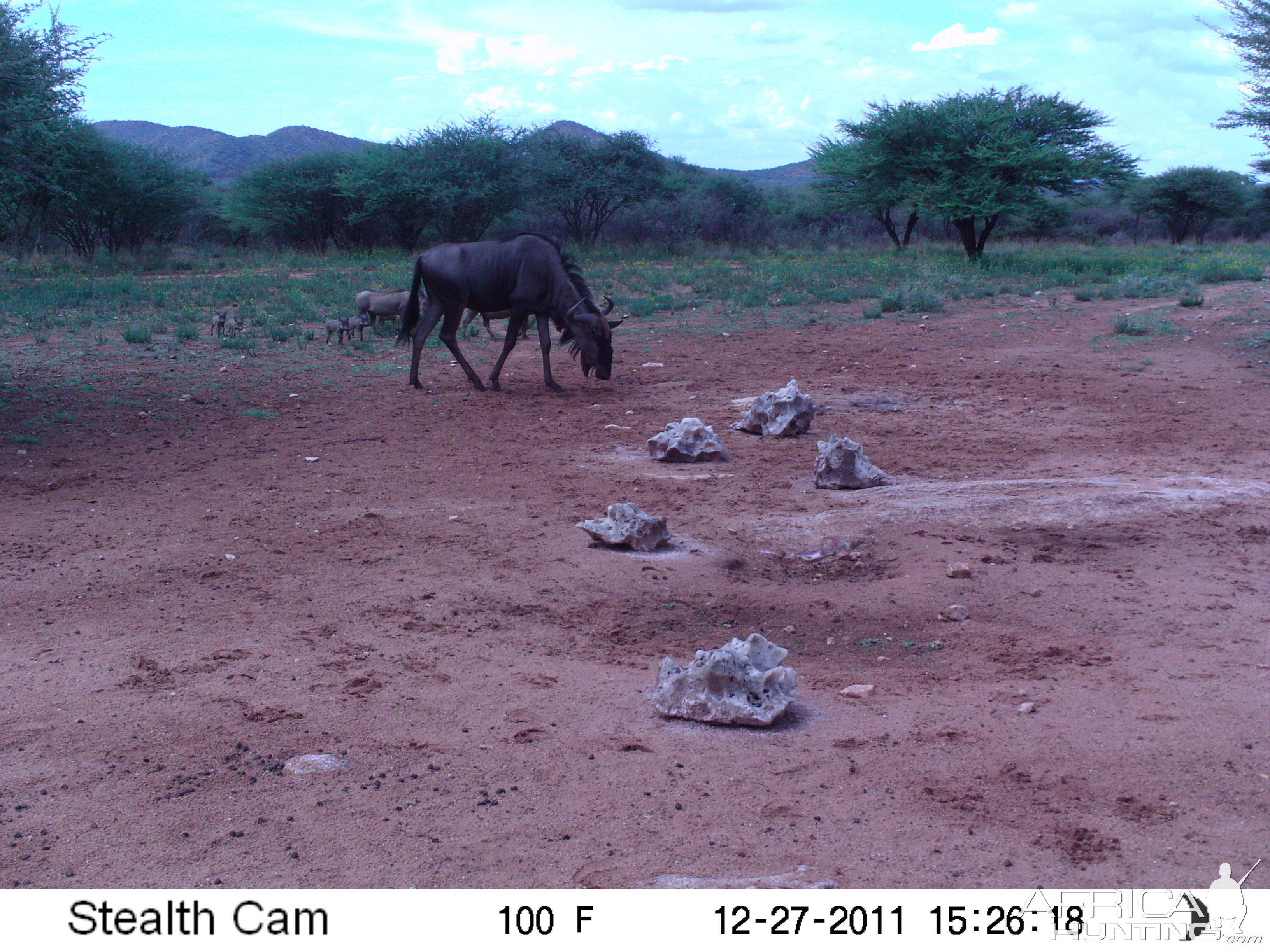 Trail Camera Namibia