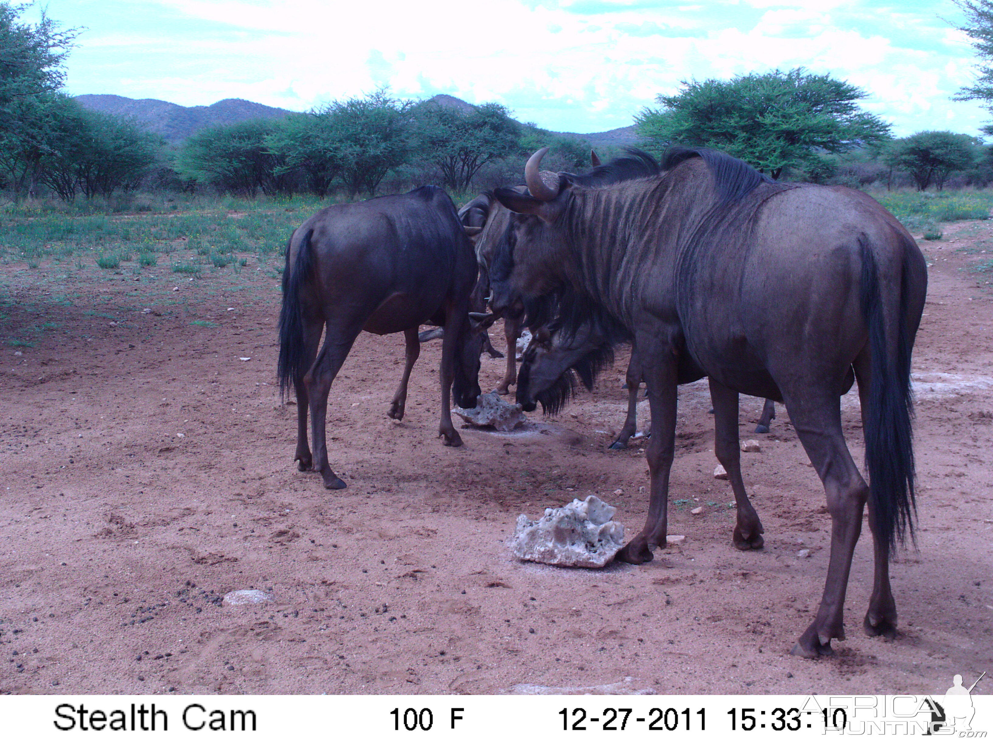 Trail Camera Namibia