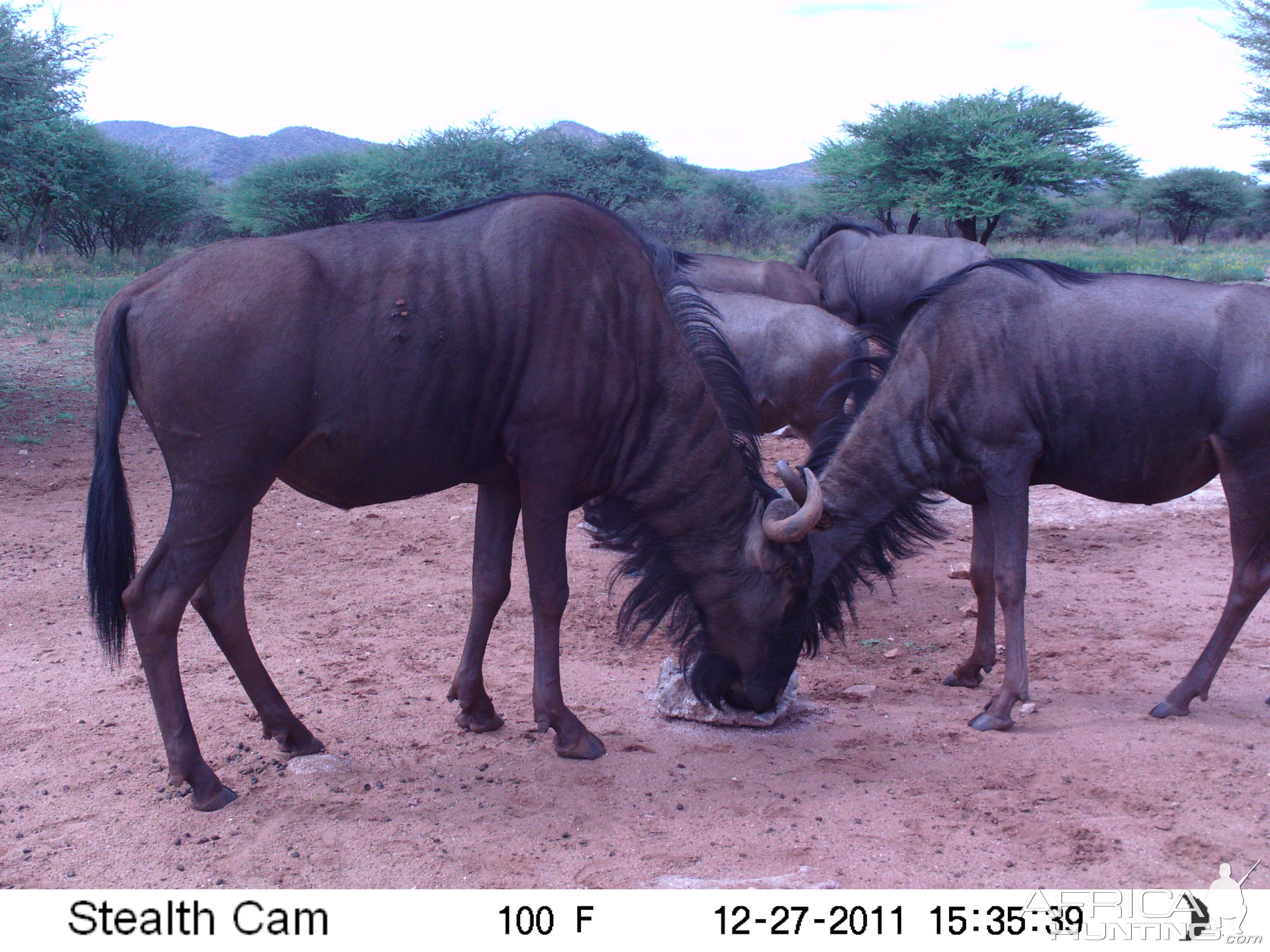 Trail Camera Namibia