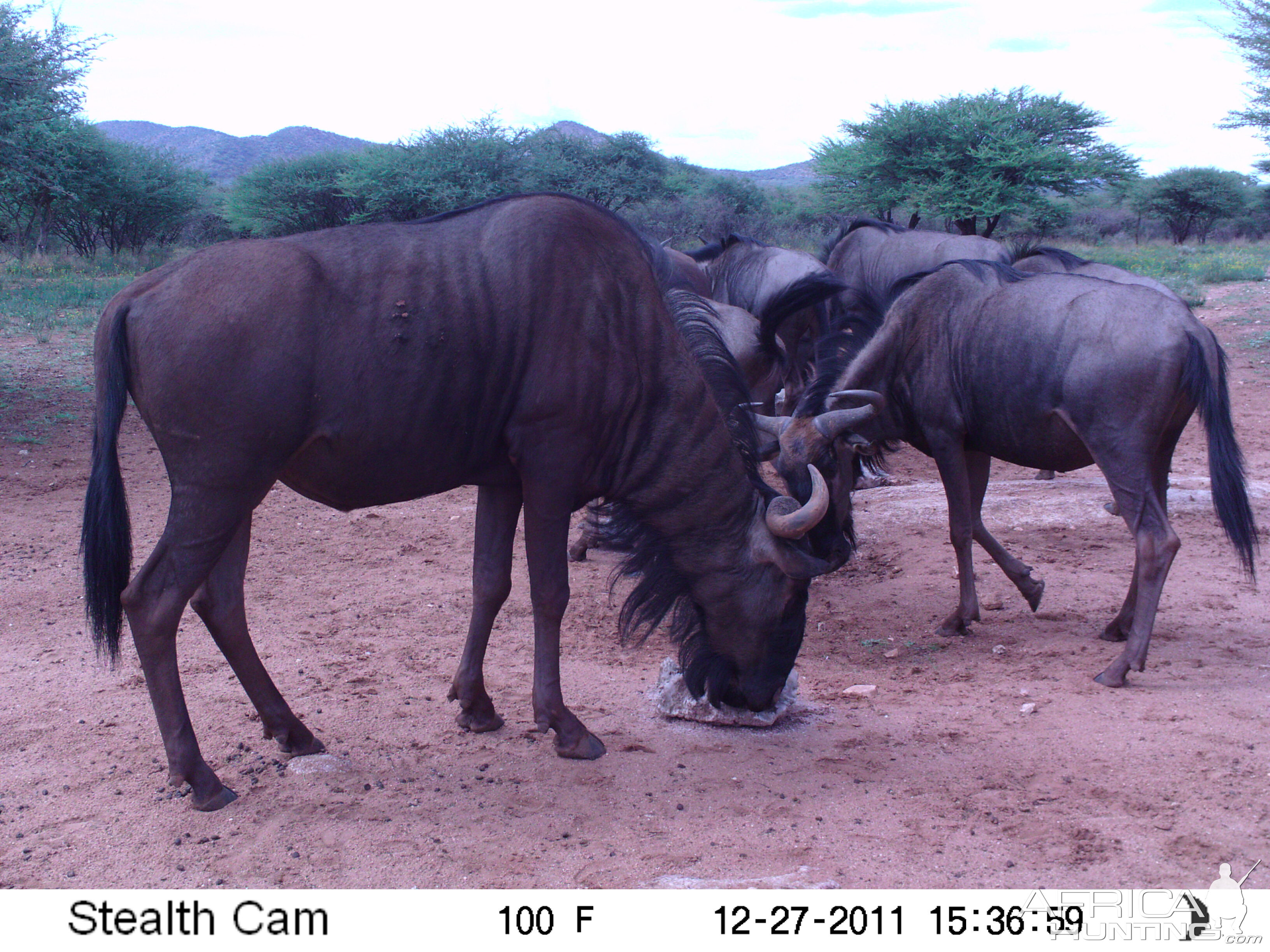 Trail Camera Namibia