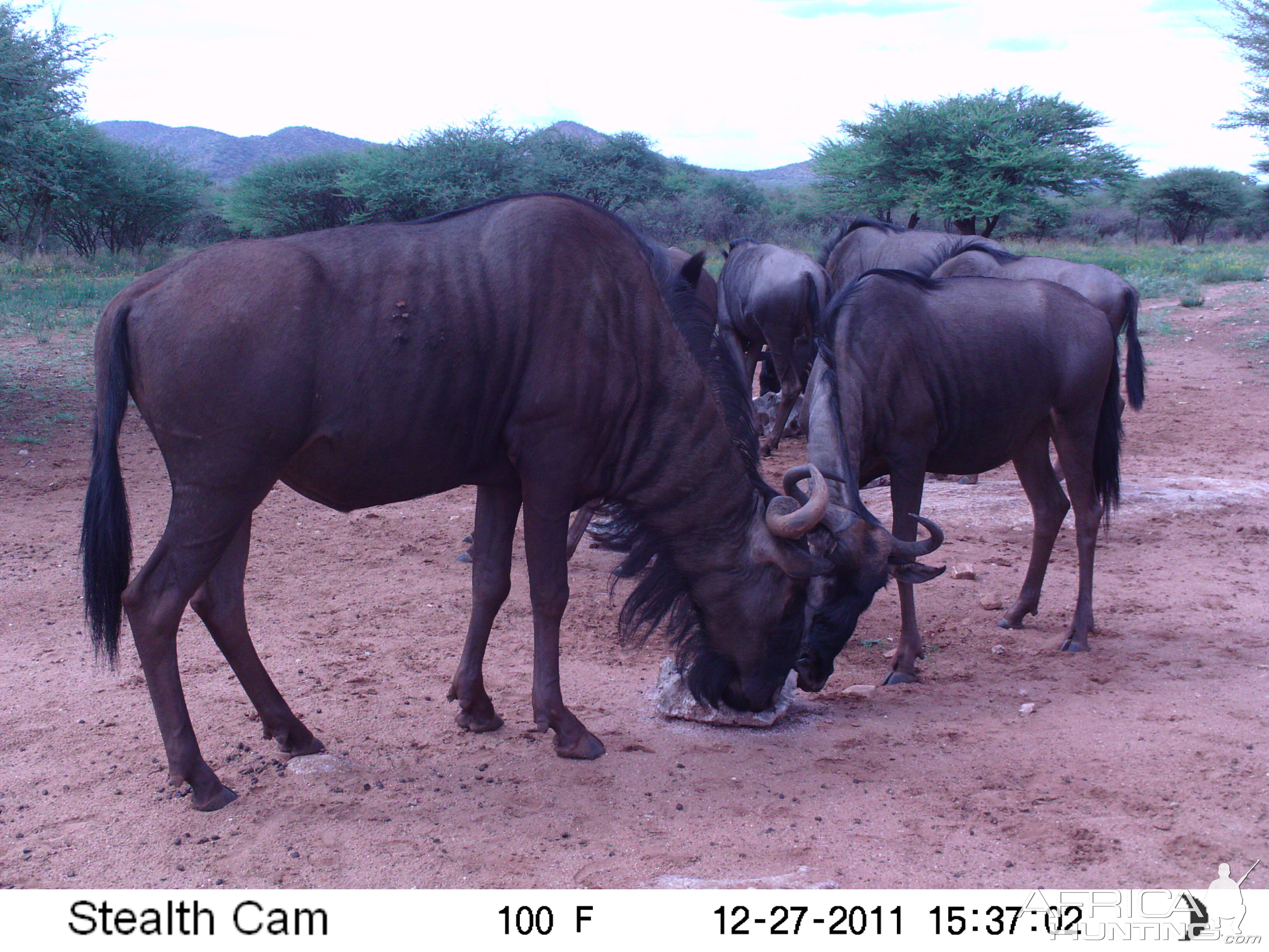 Trail Camera Namibia