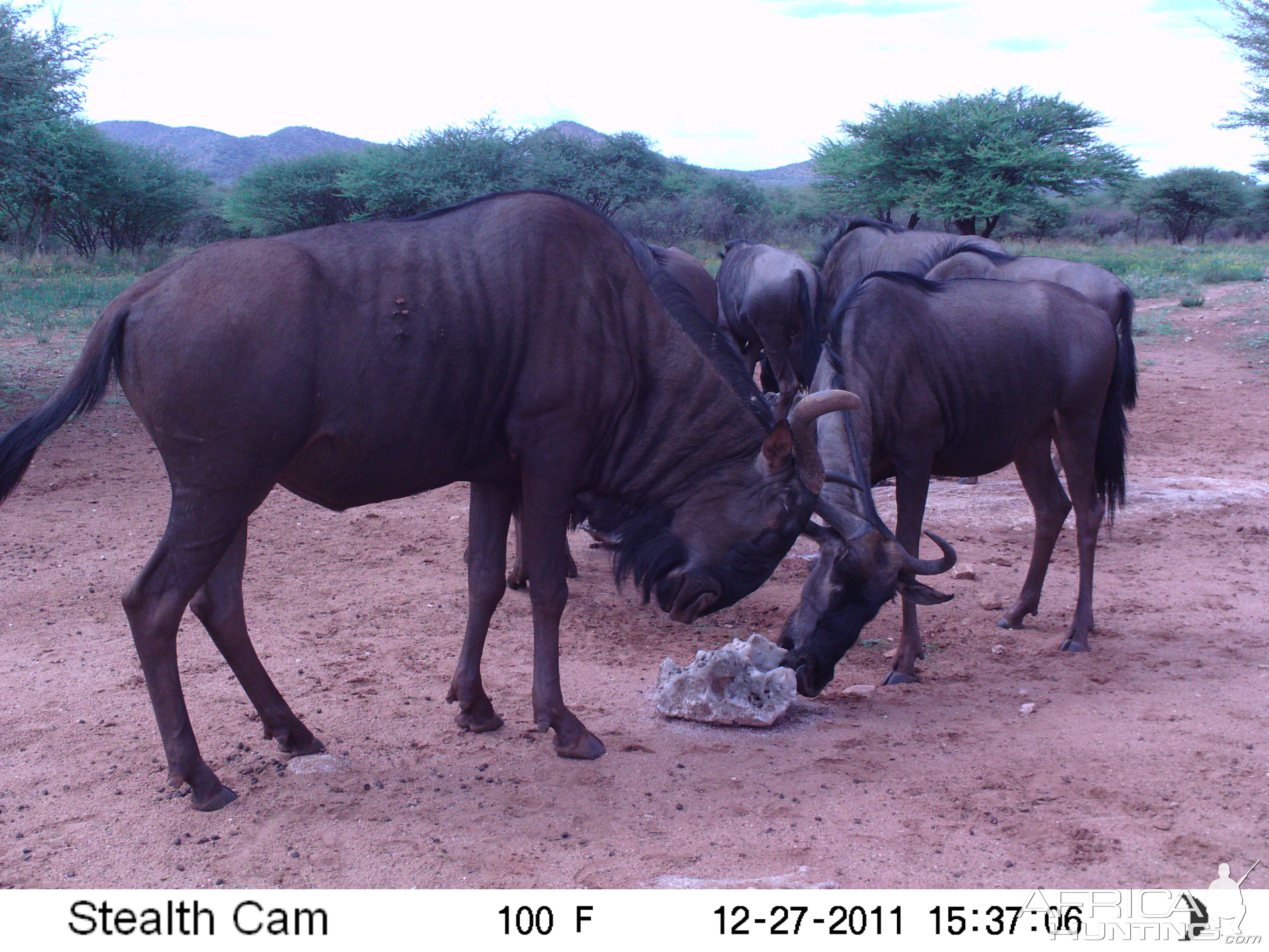 Trail Camera Namibia