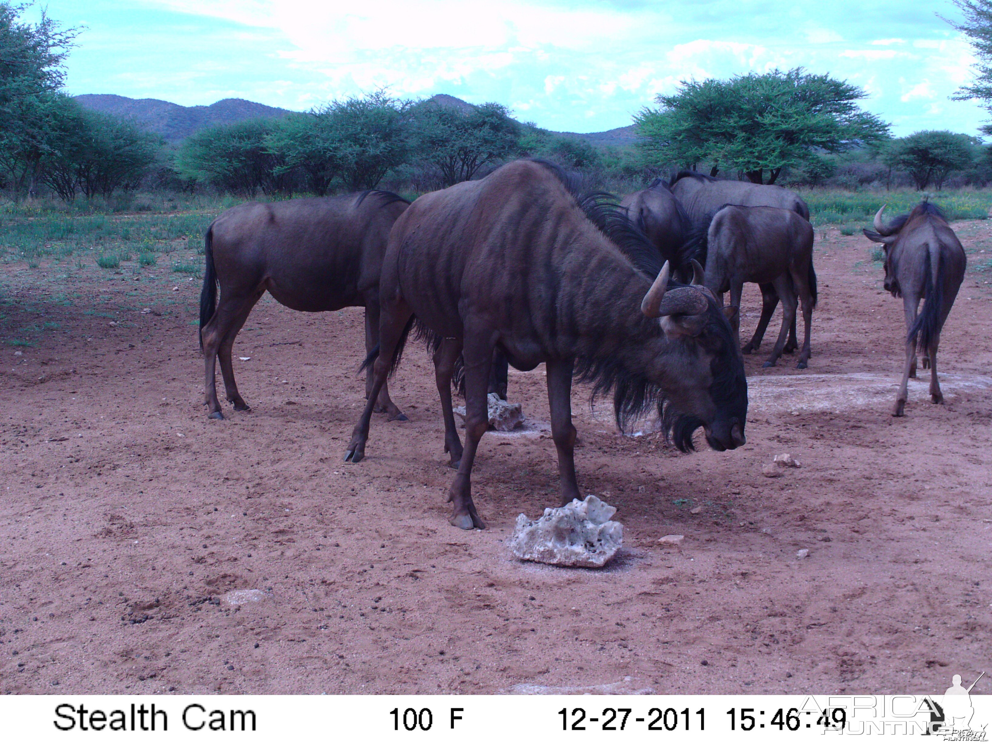 Trail Camera Namibia