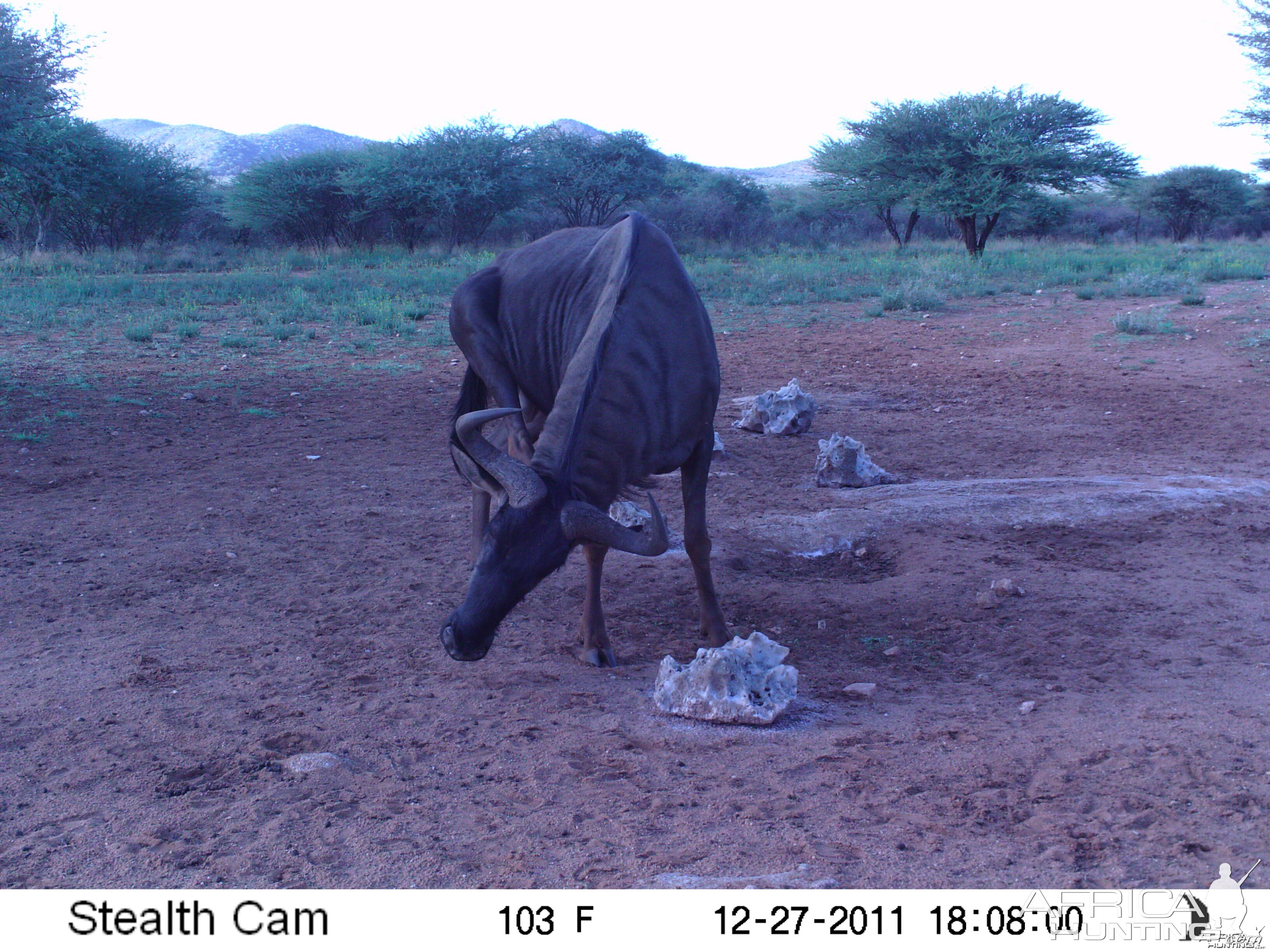 Trail Camera Namibia