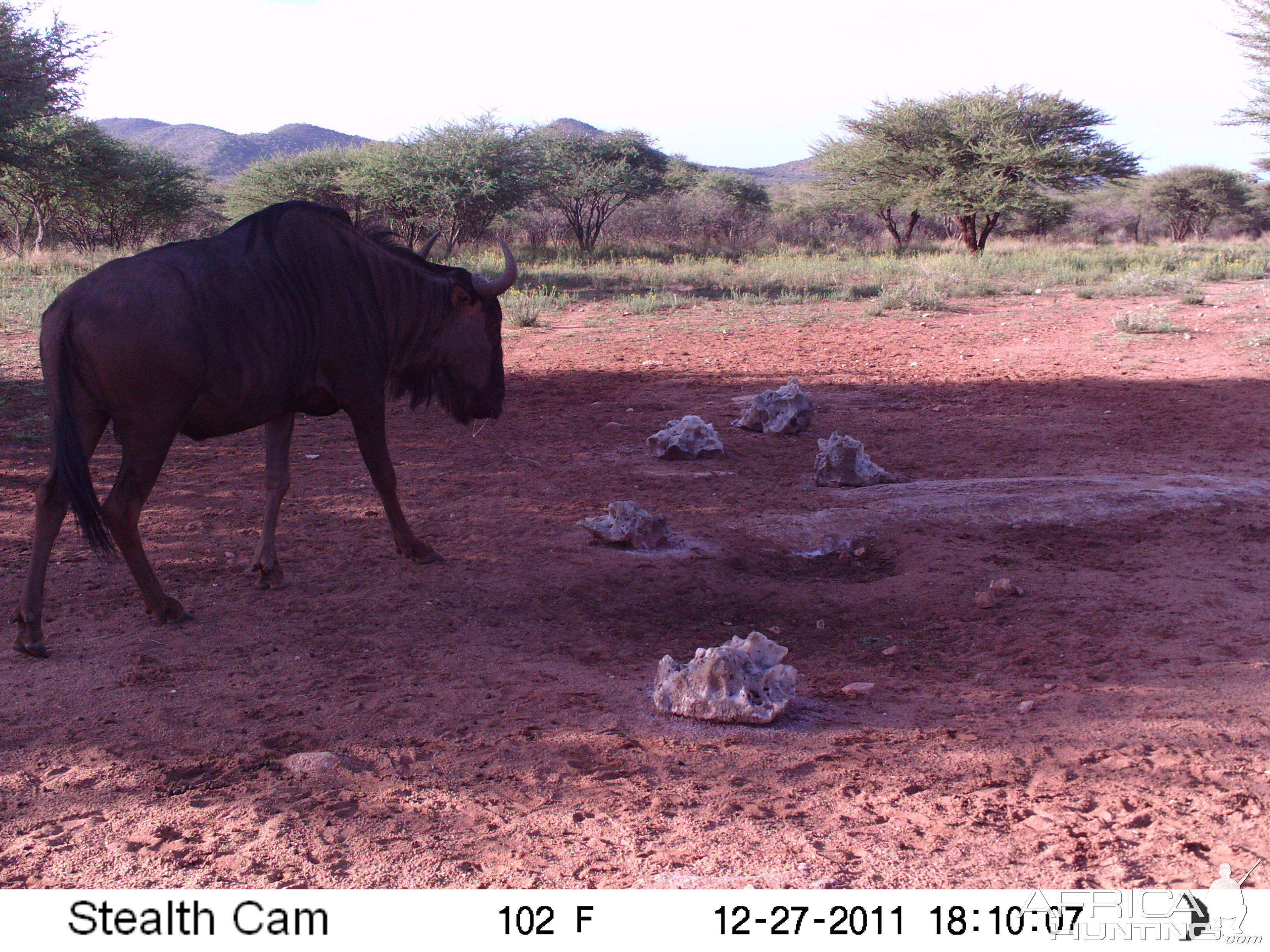 Trail Camera Namibia