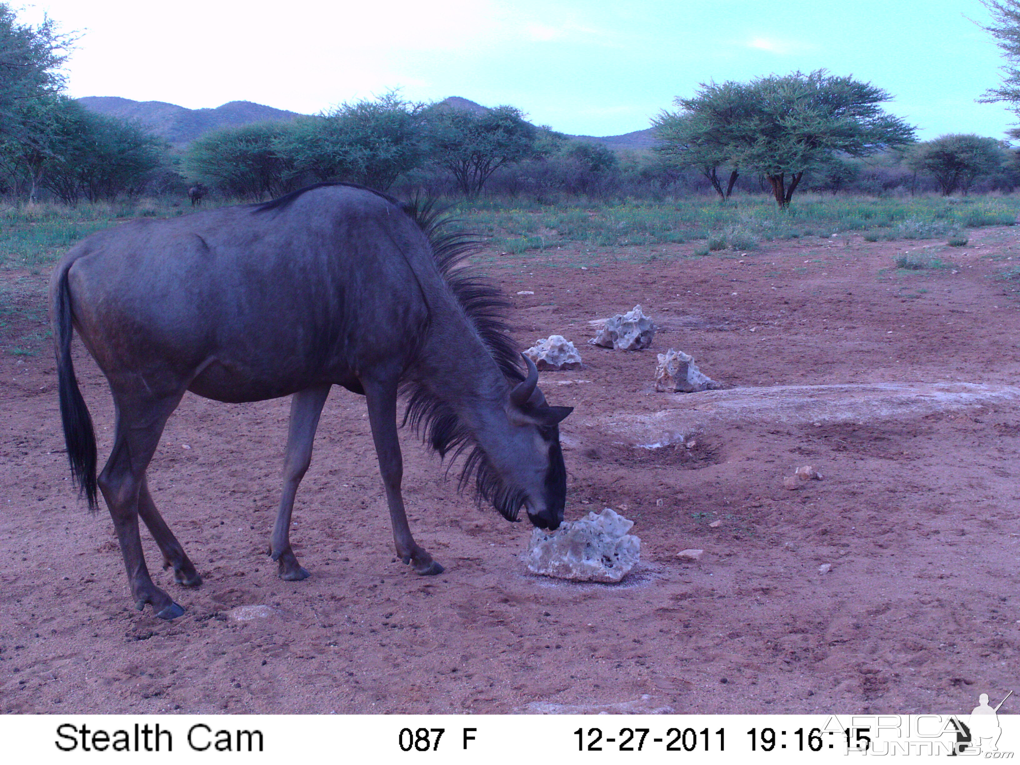 Trail Camera Namibia