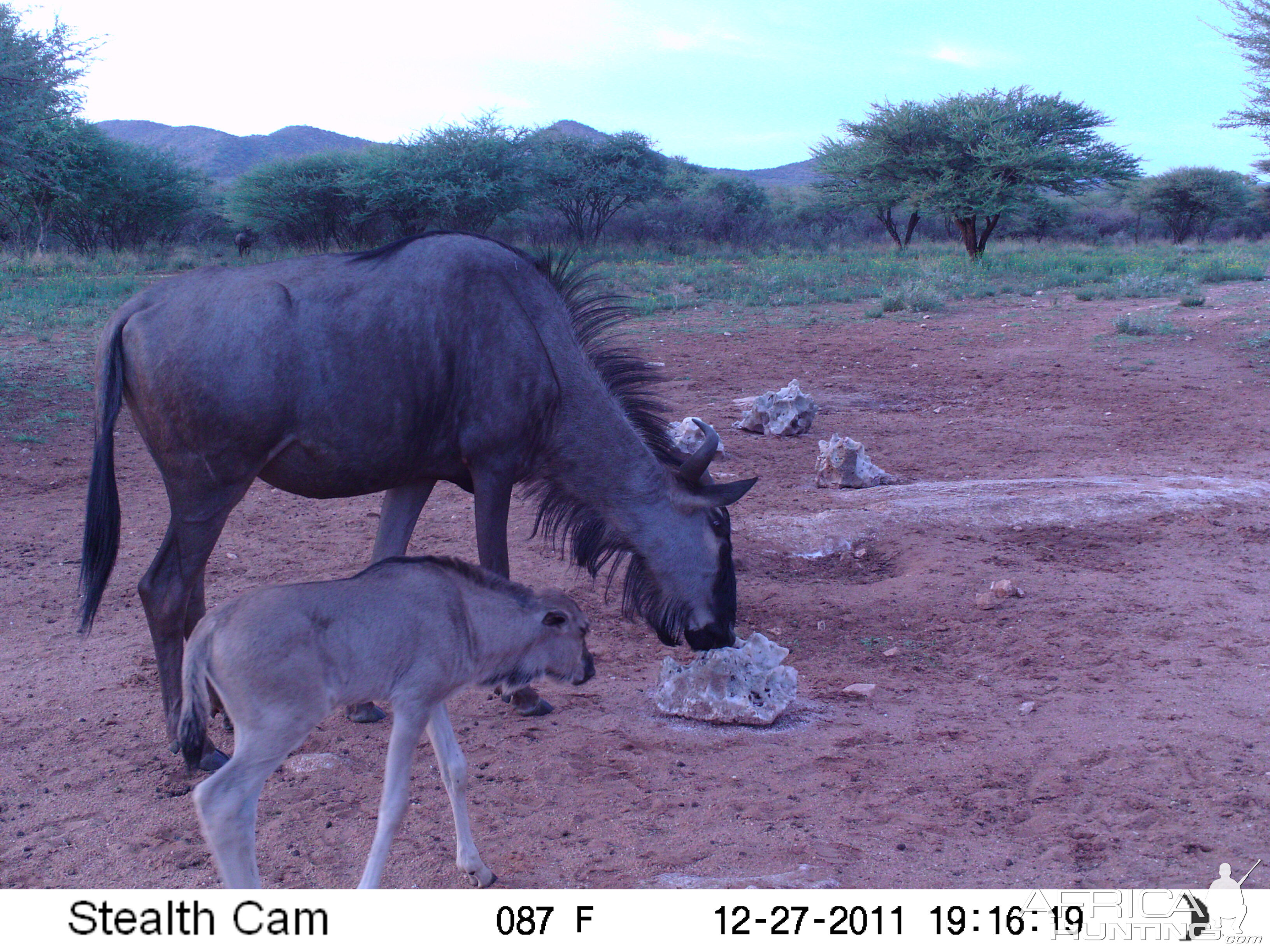 Trail Camera Namibia