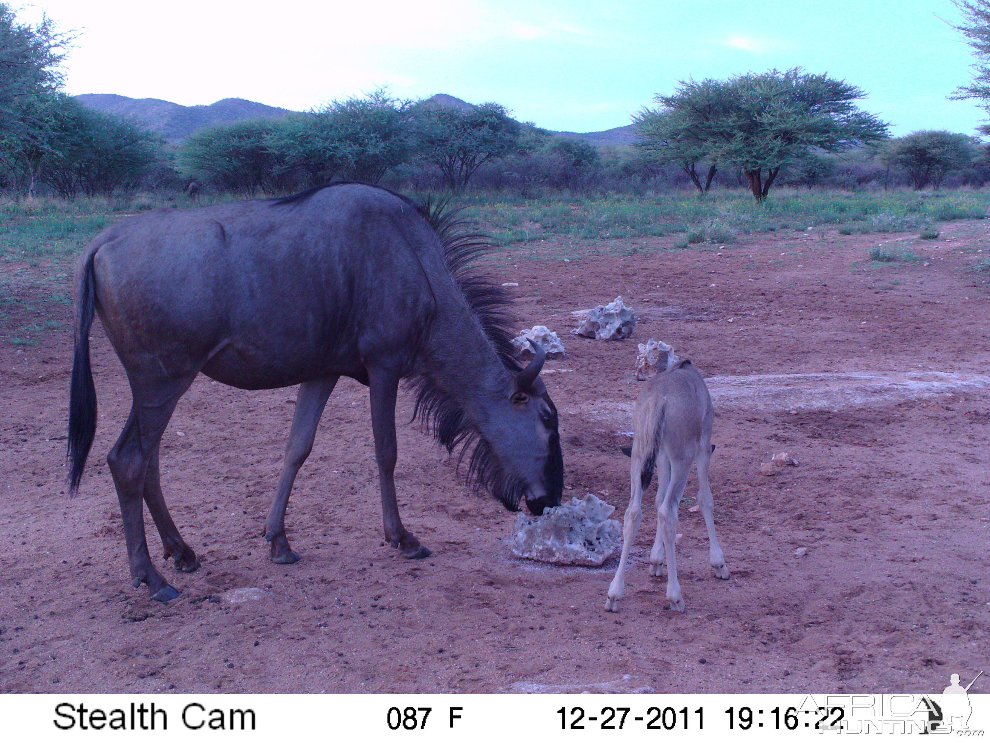 Trail Camera Namibia