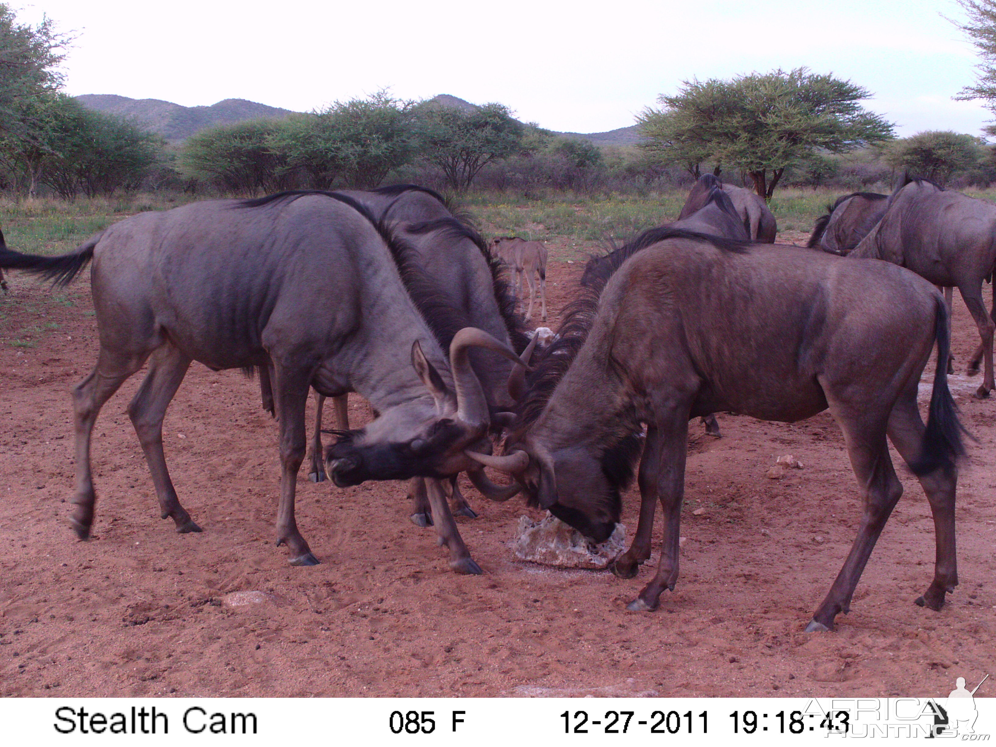 Trail Camera Namibia