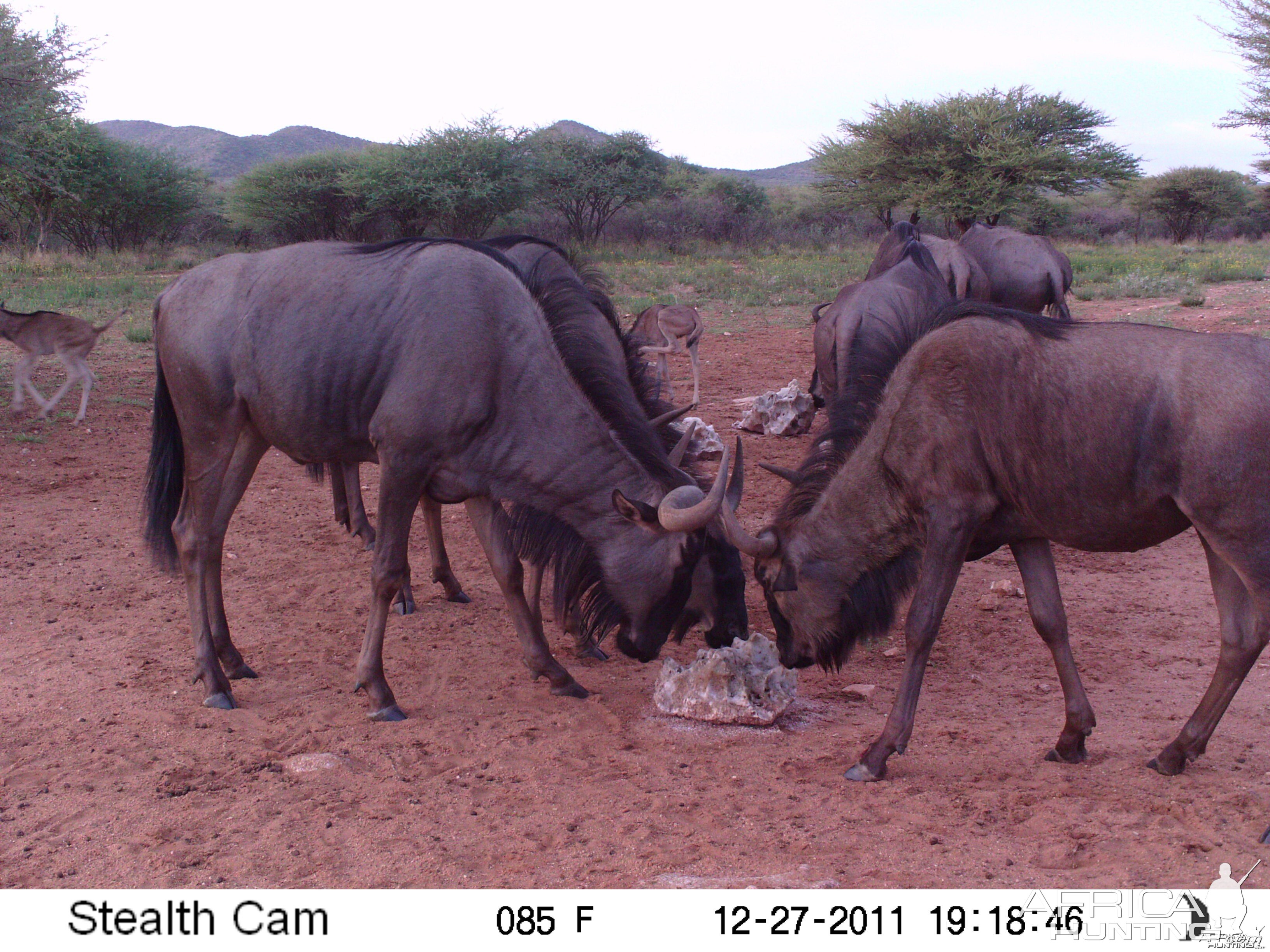 Trail Camera Namibia