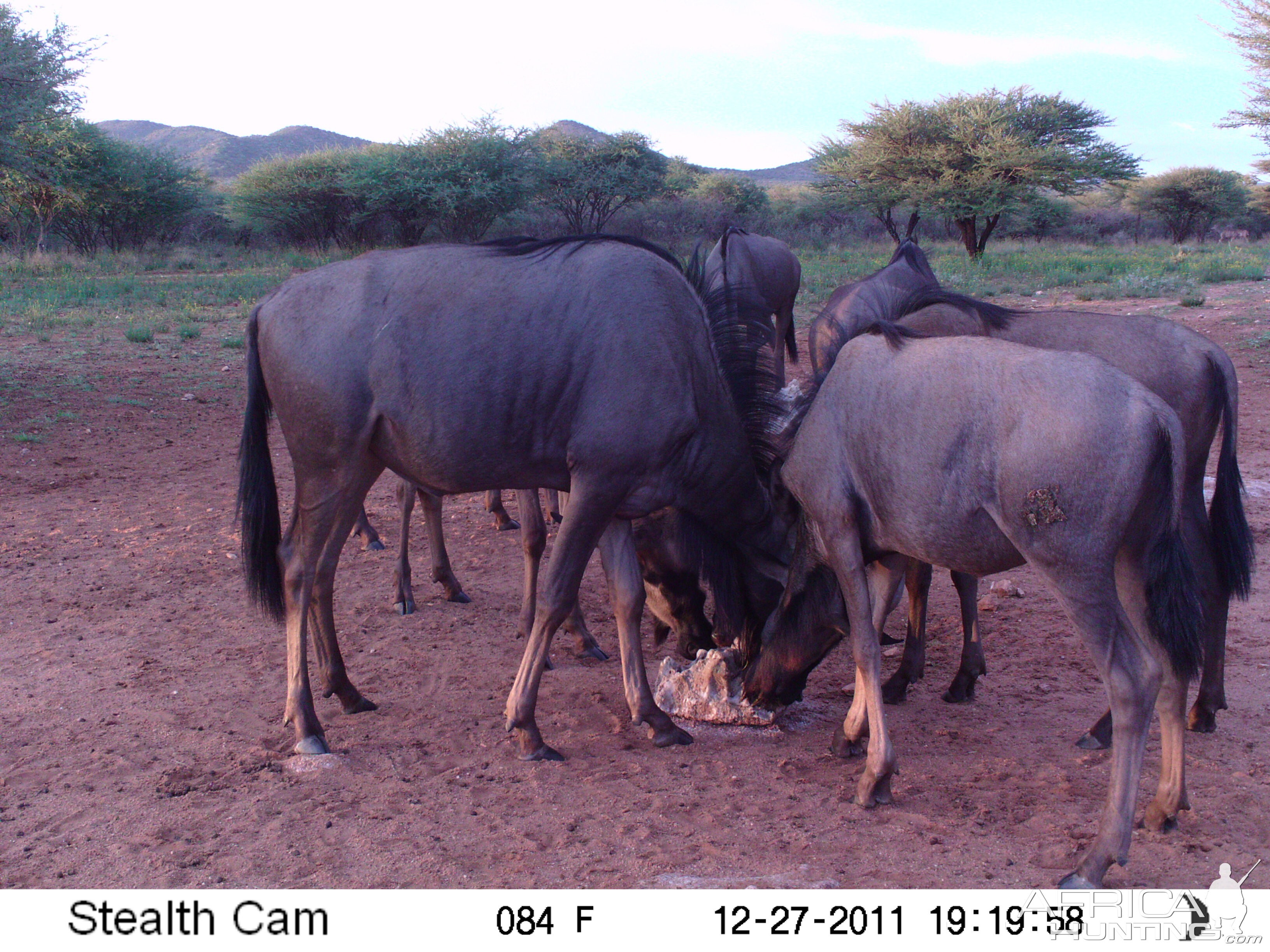 Trail Camera Namibia