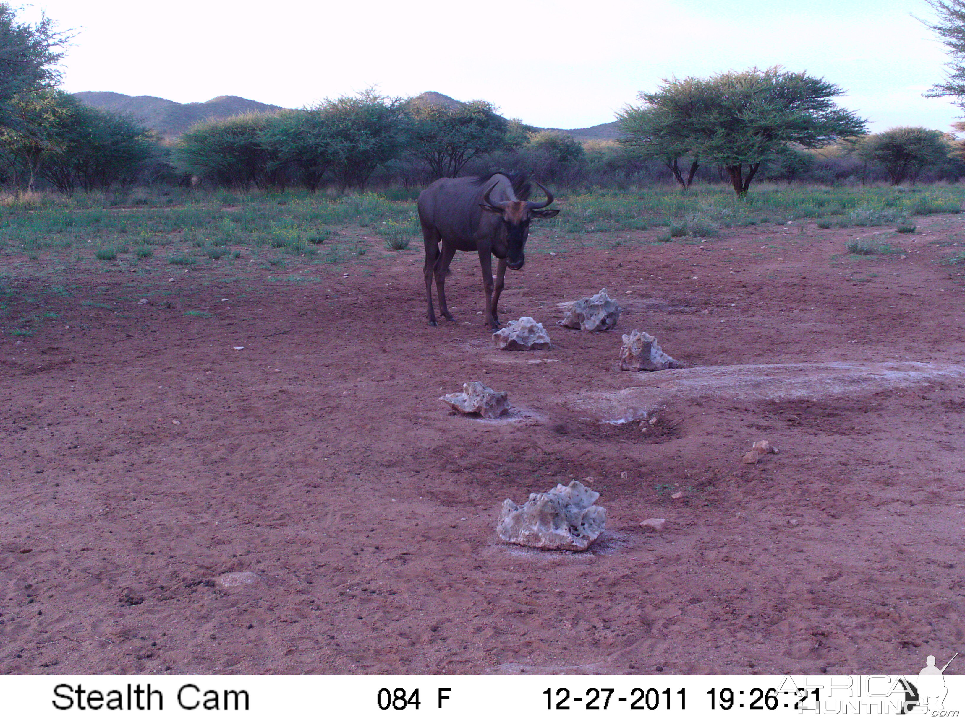 Trail Camera Namibia