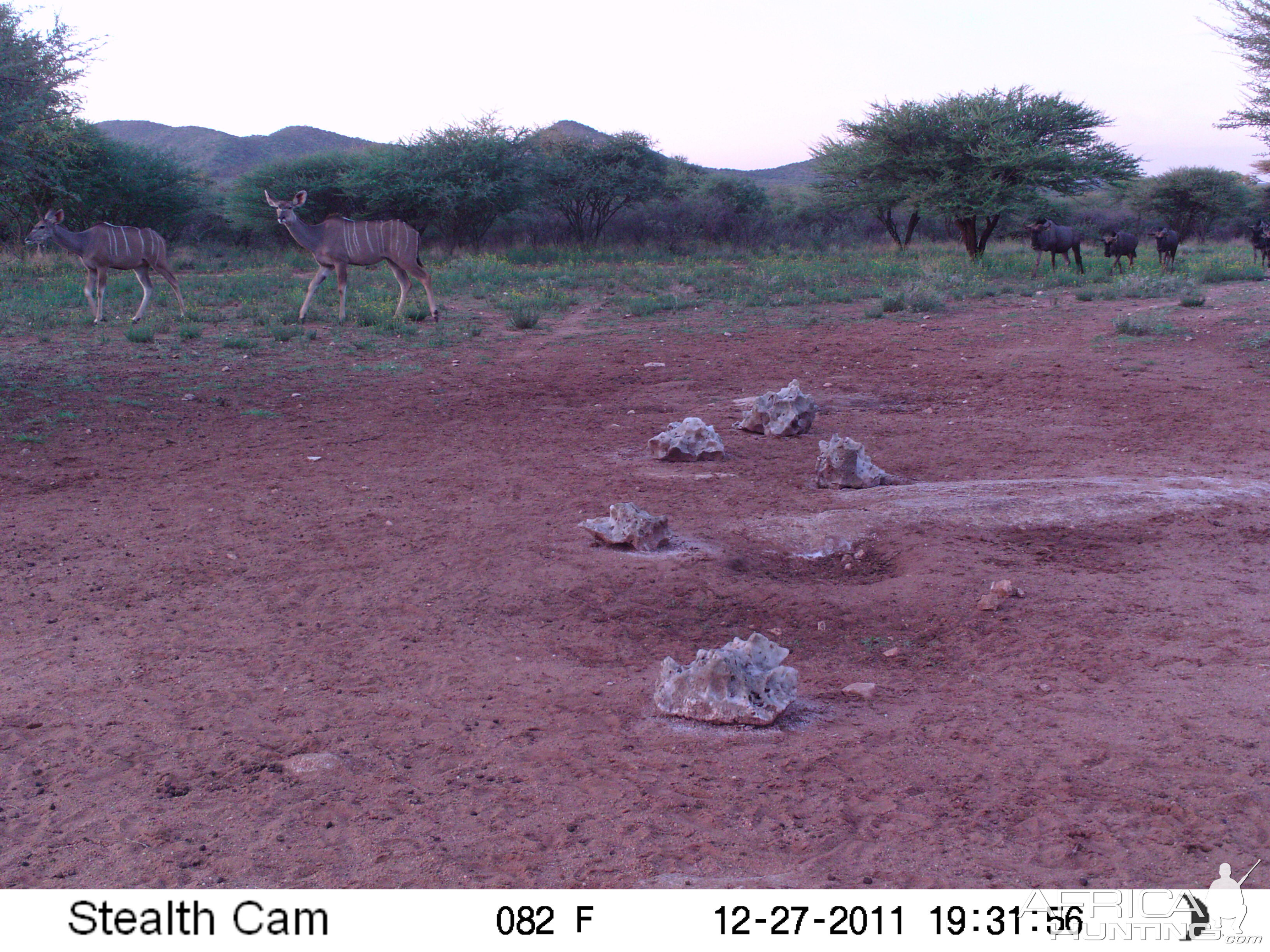 Trail Camera Namibia