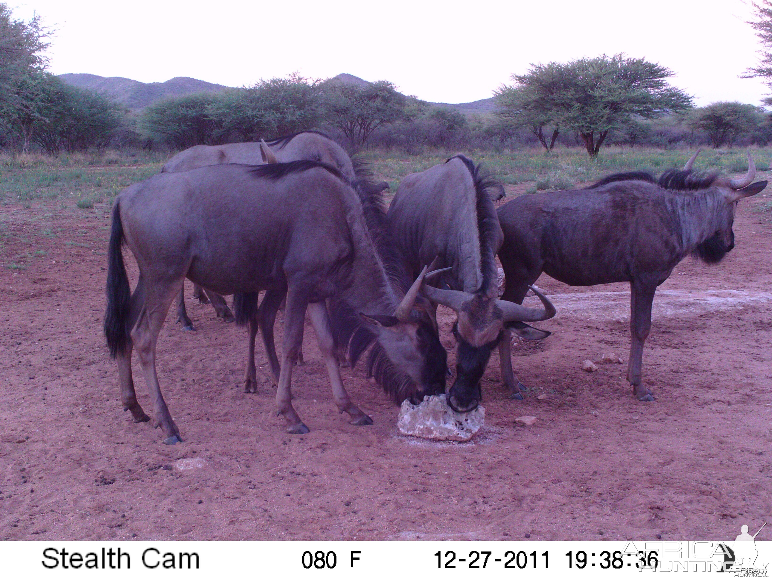 Trail Camera Namibia