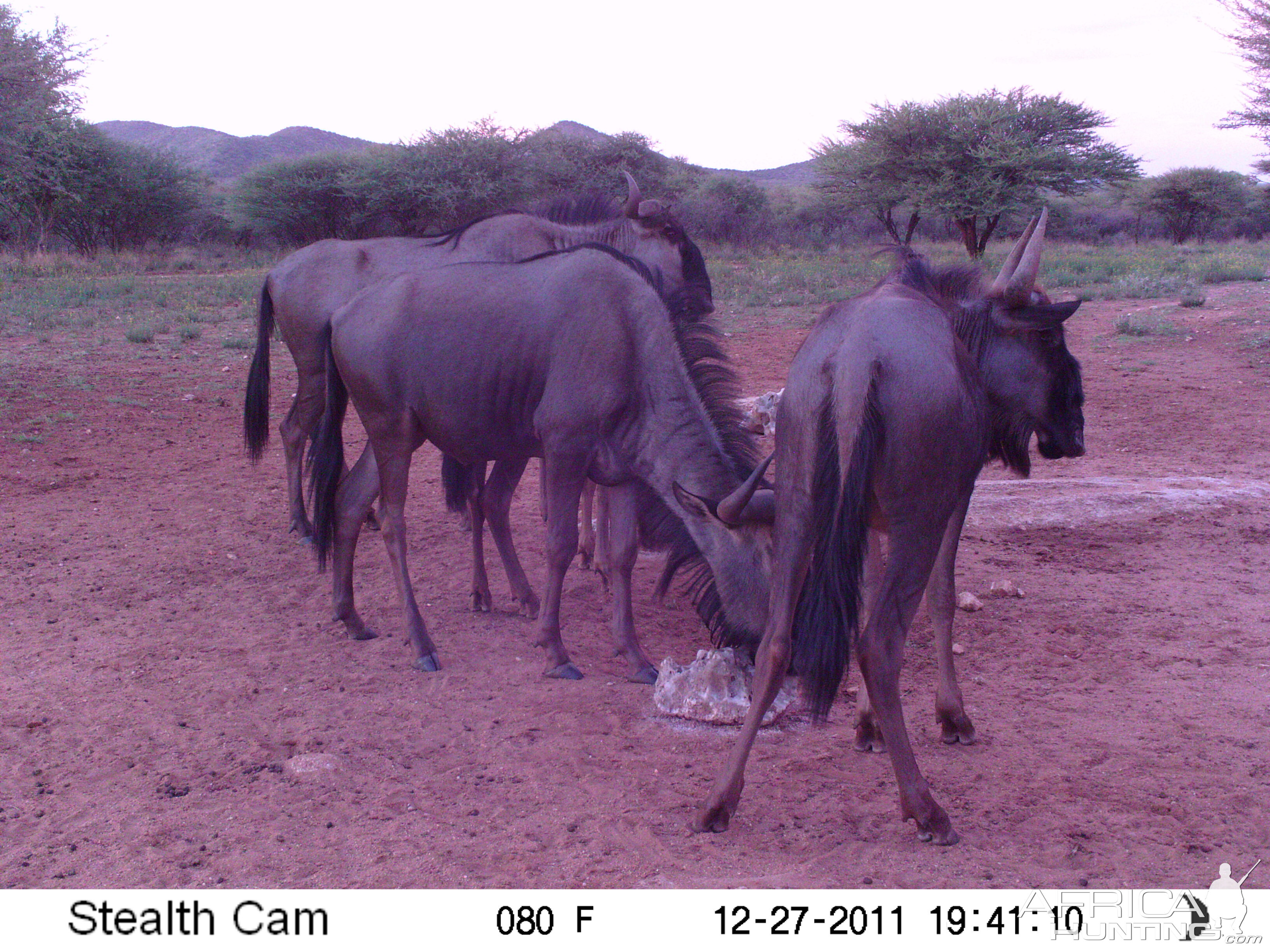 Trail Camera Namibia