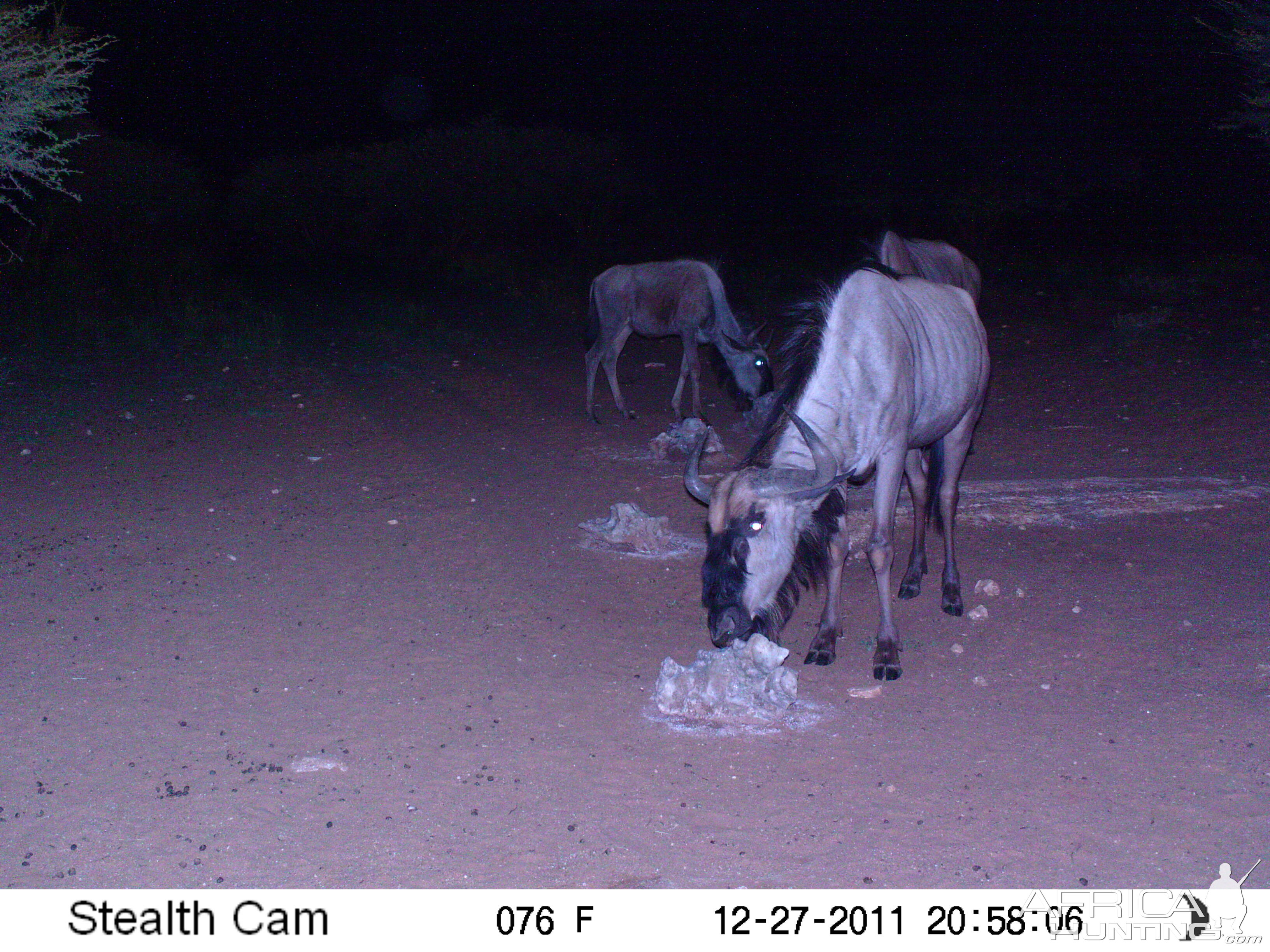 Trail Camera Namibia