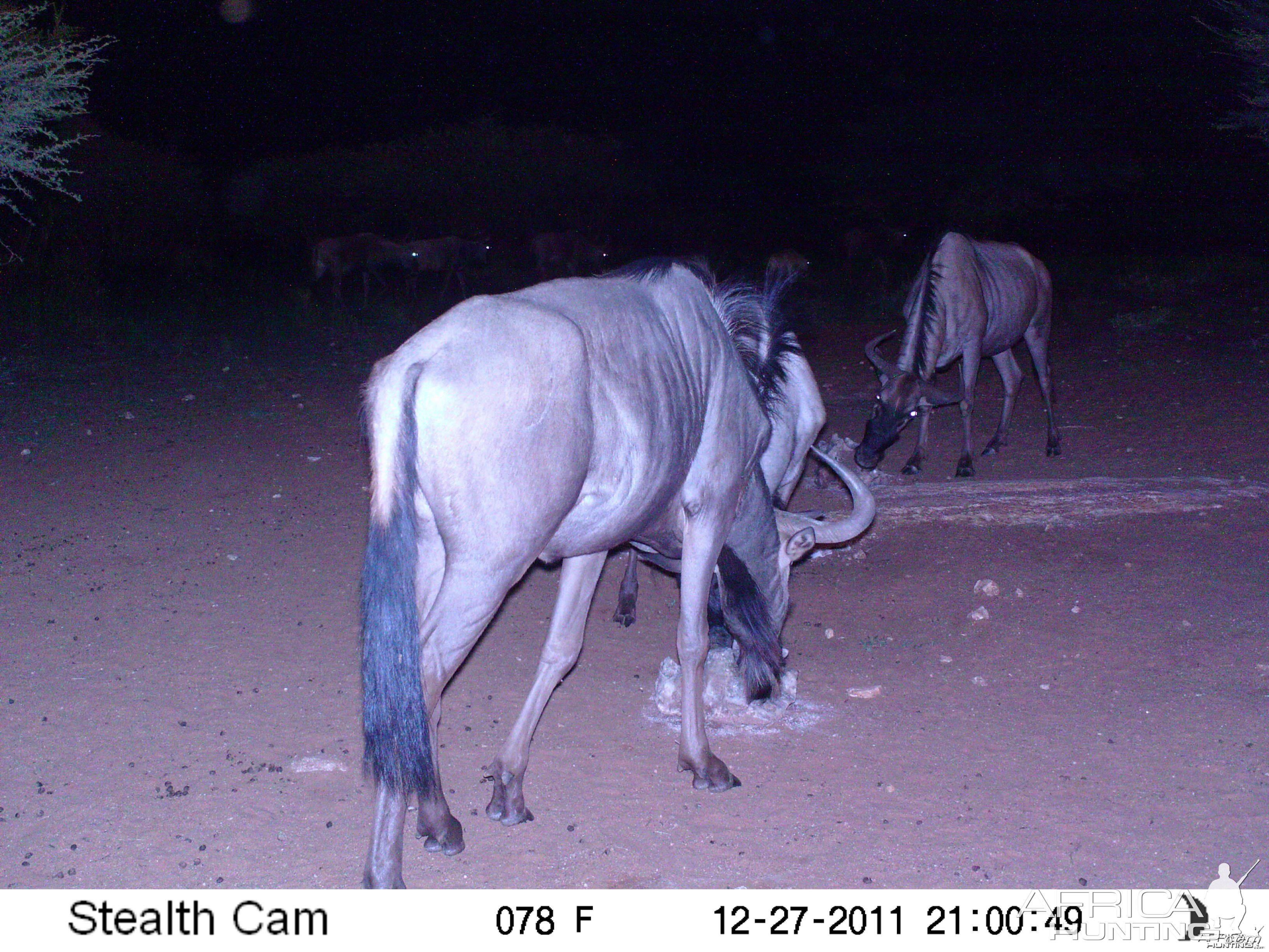 Trail Camera Namibia