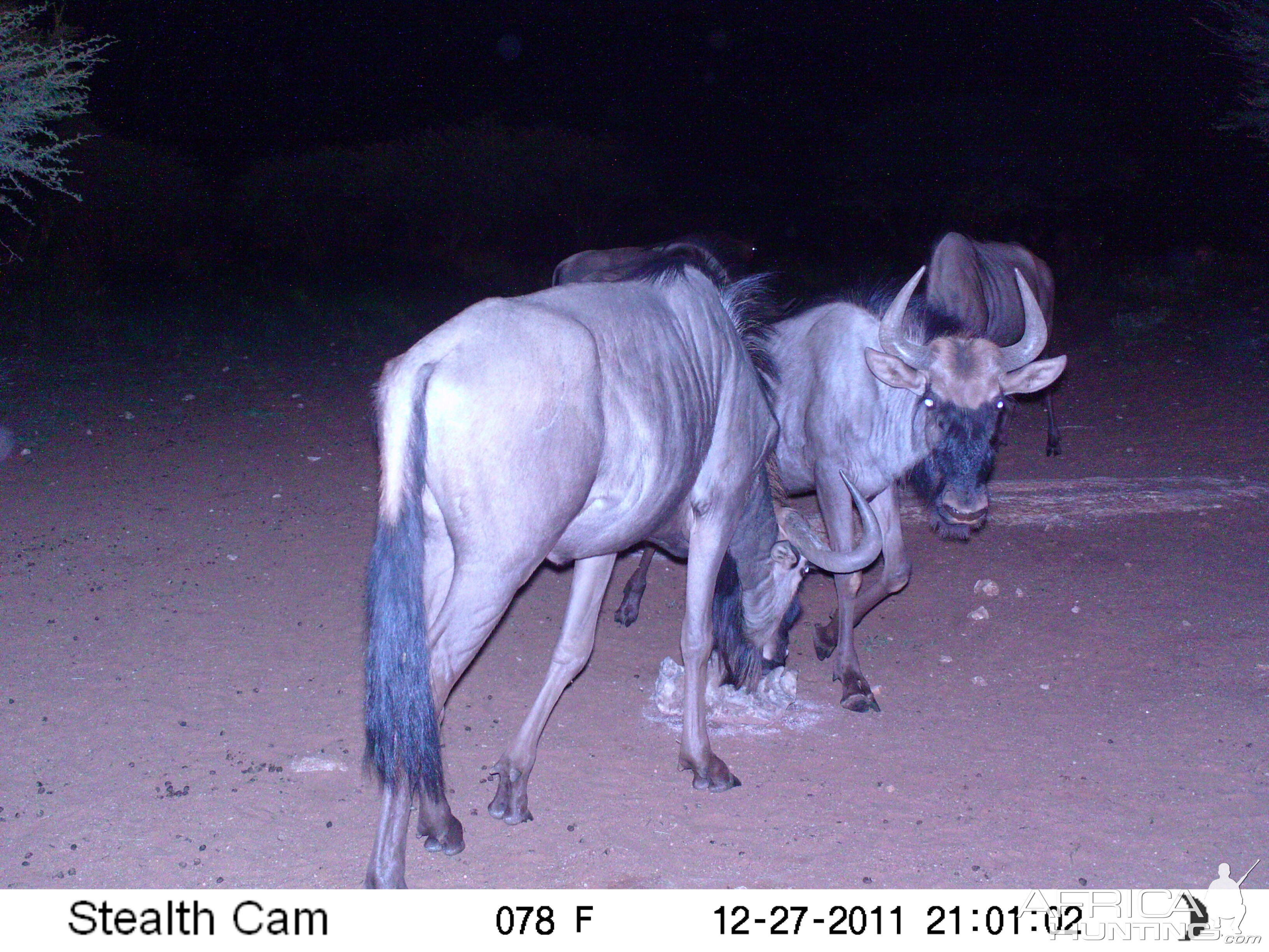 Trail Camera Namibia