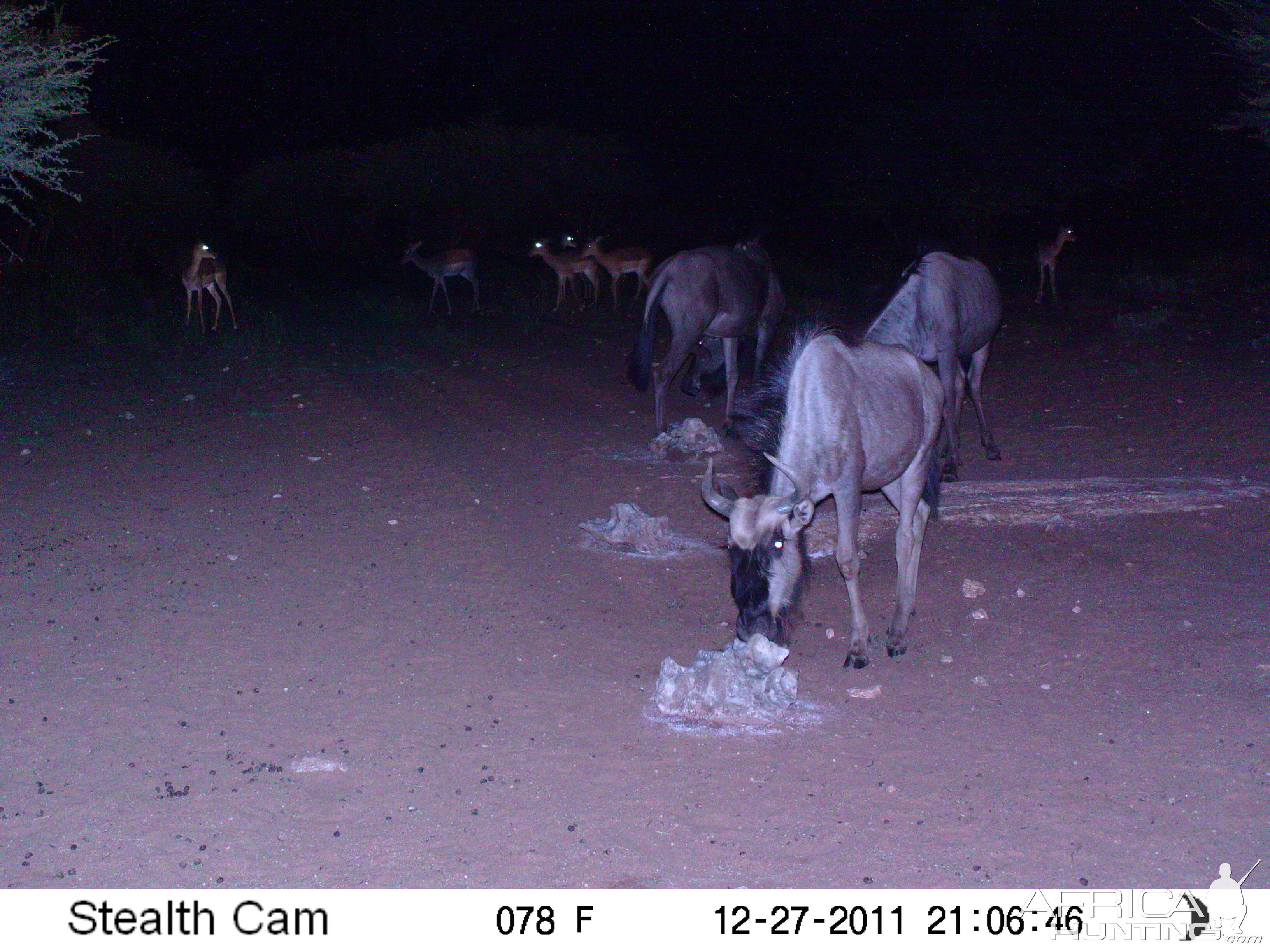 Trail Camera Namibia