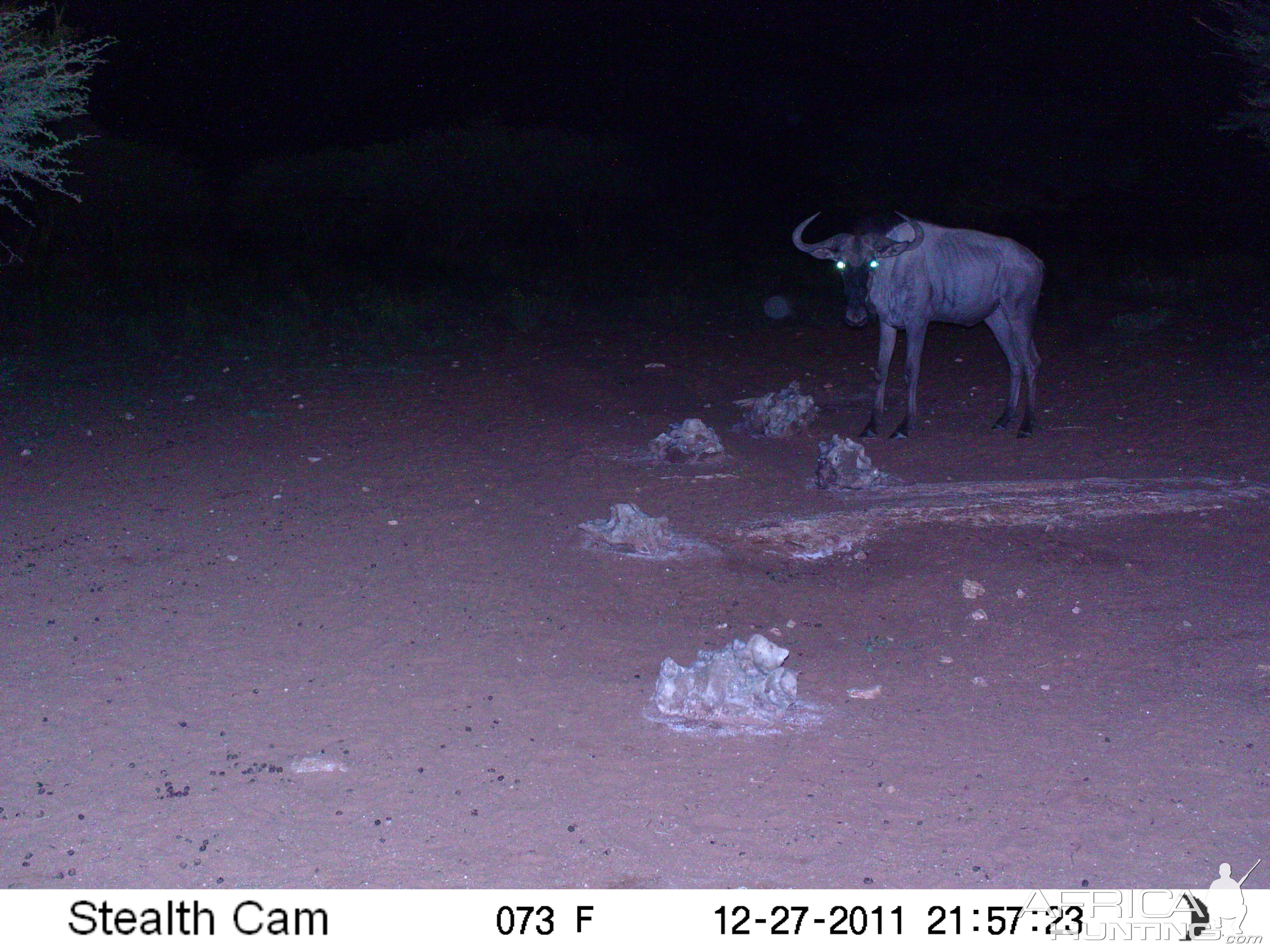 Trail Camera Namibia