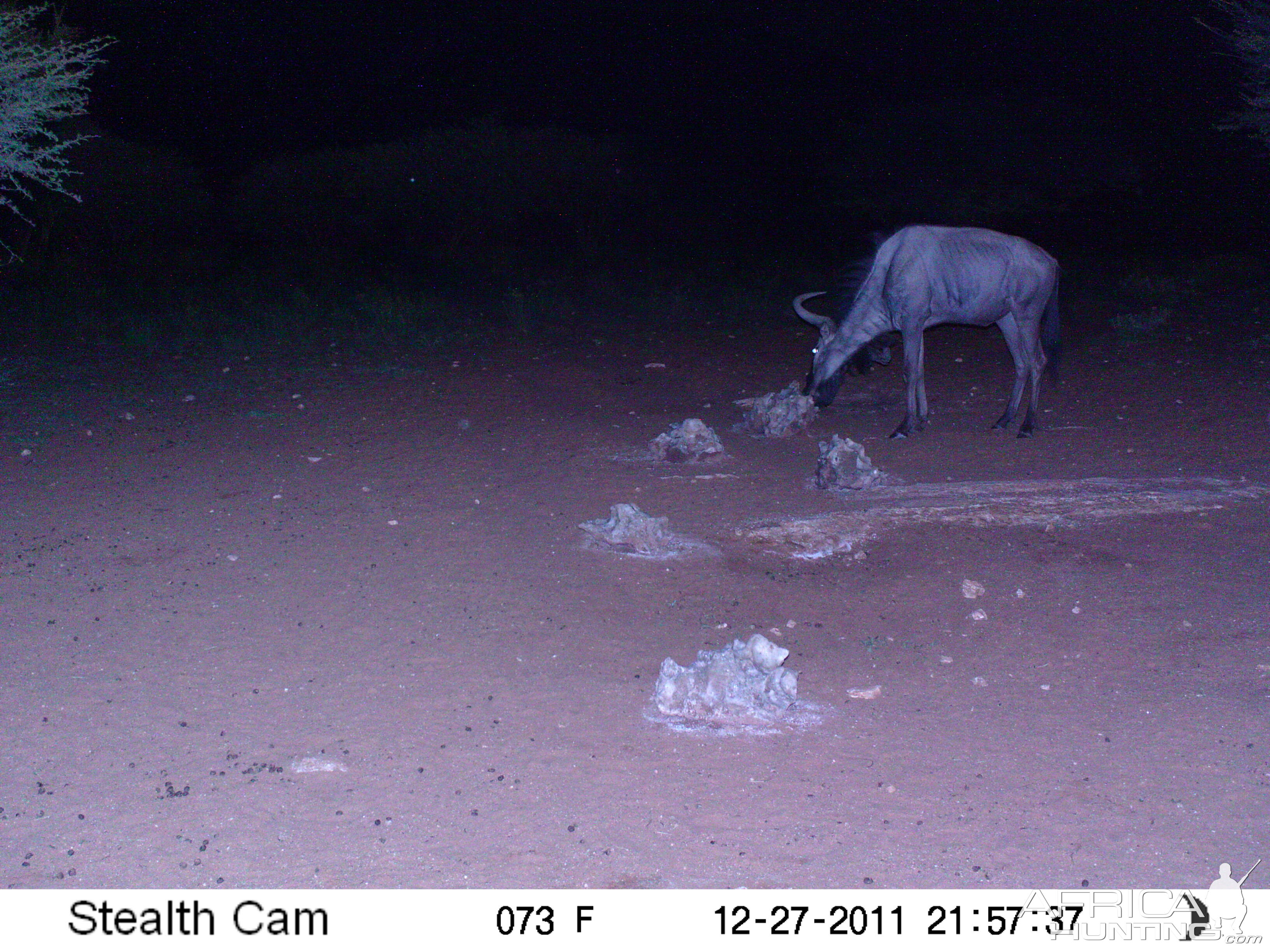 Trail Camera Namibia