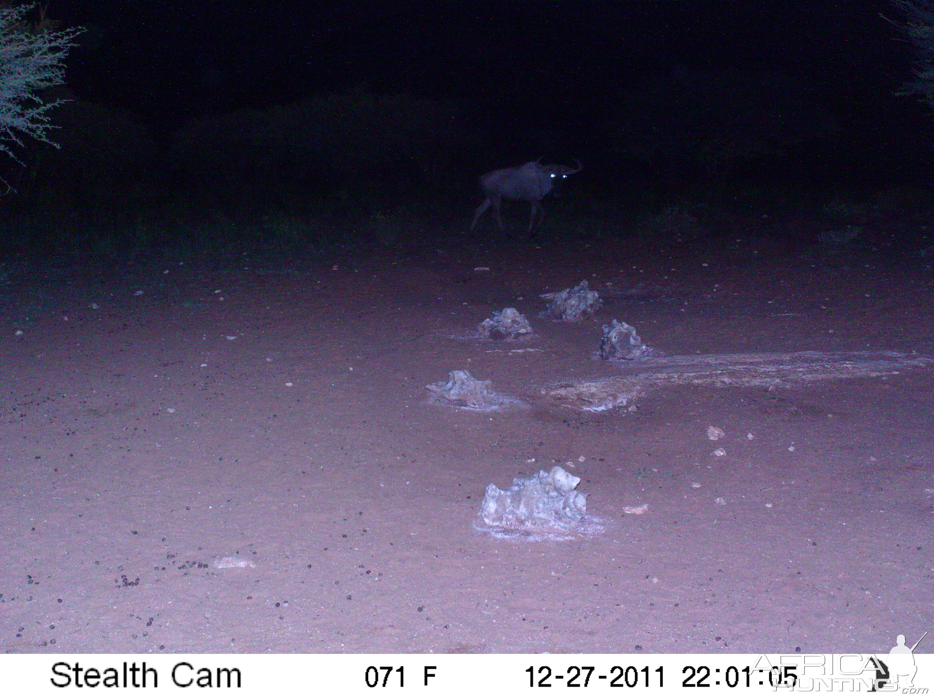 Trail Camera Namibia