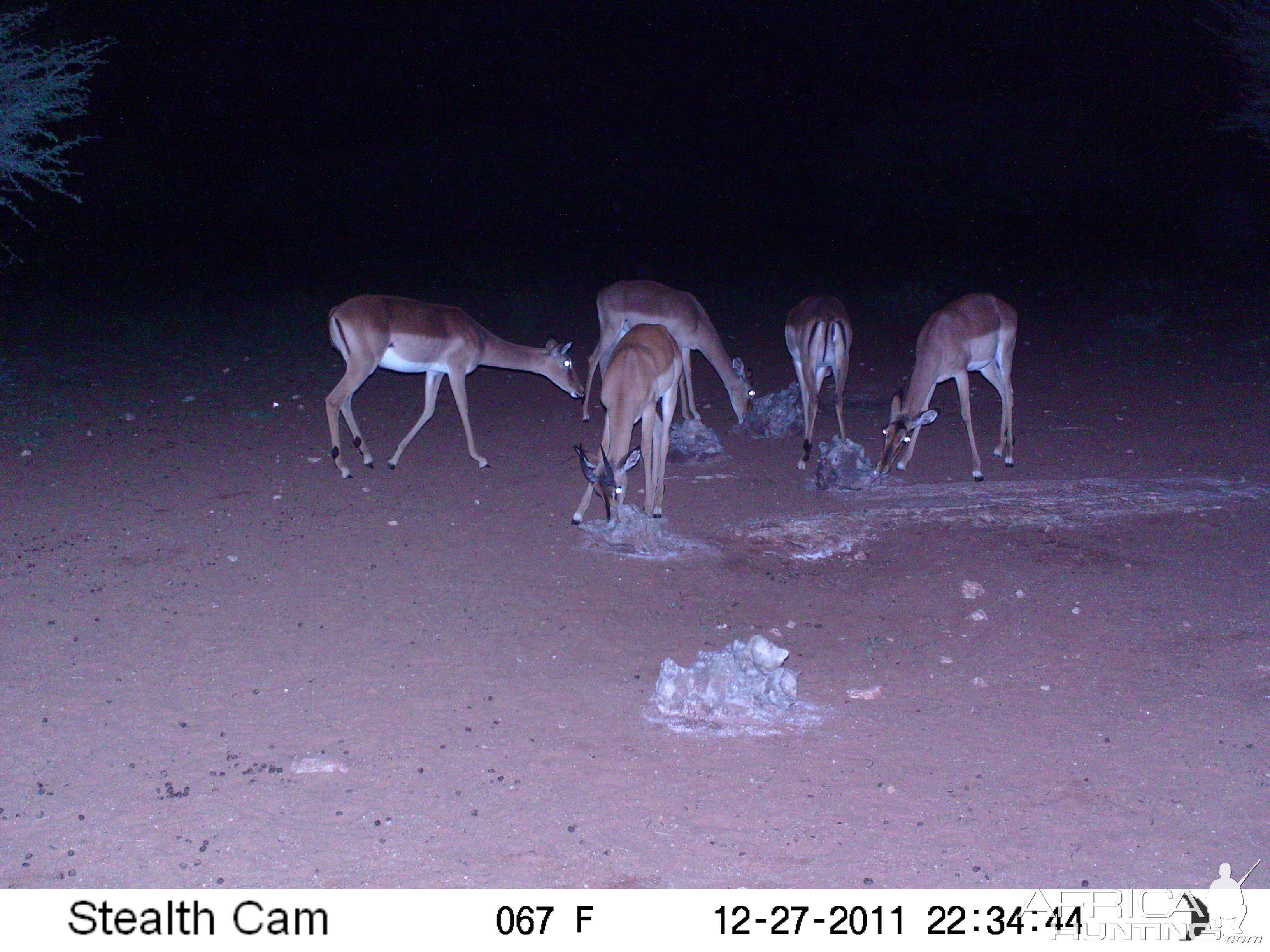 Trail Camera Namibia