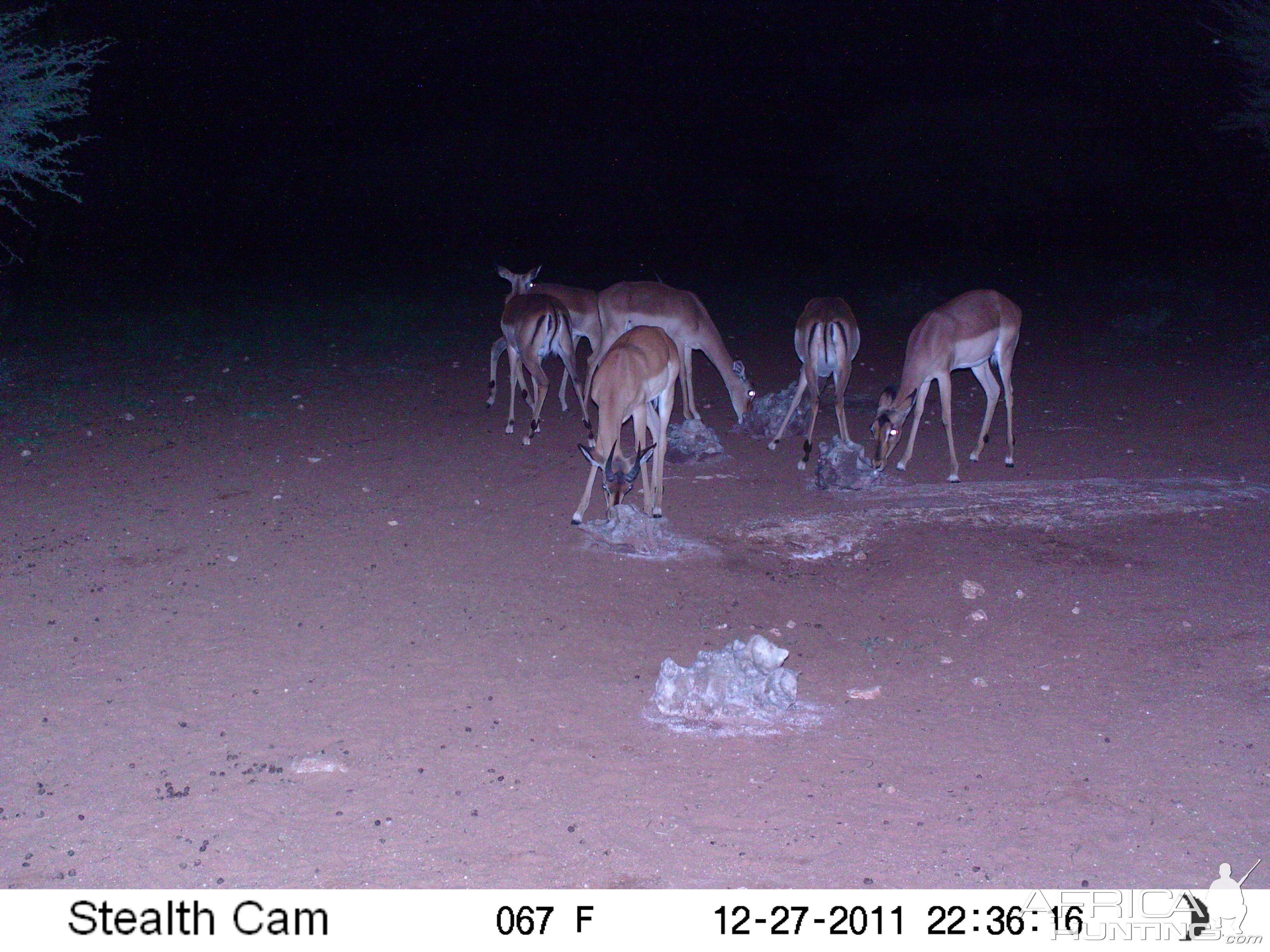 Trail Camera Namibia