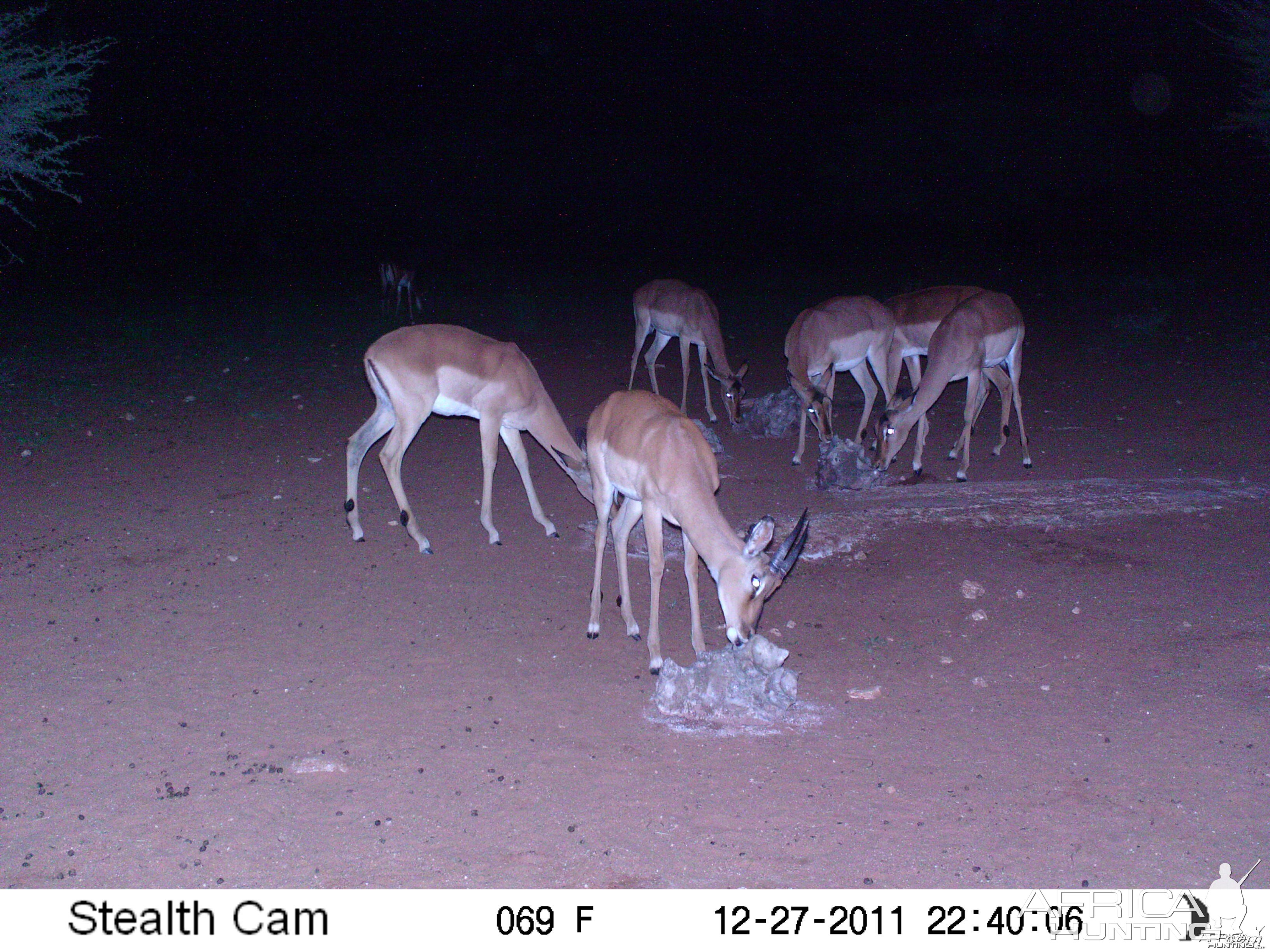 Trail Camera Namibia