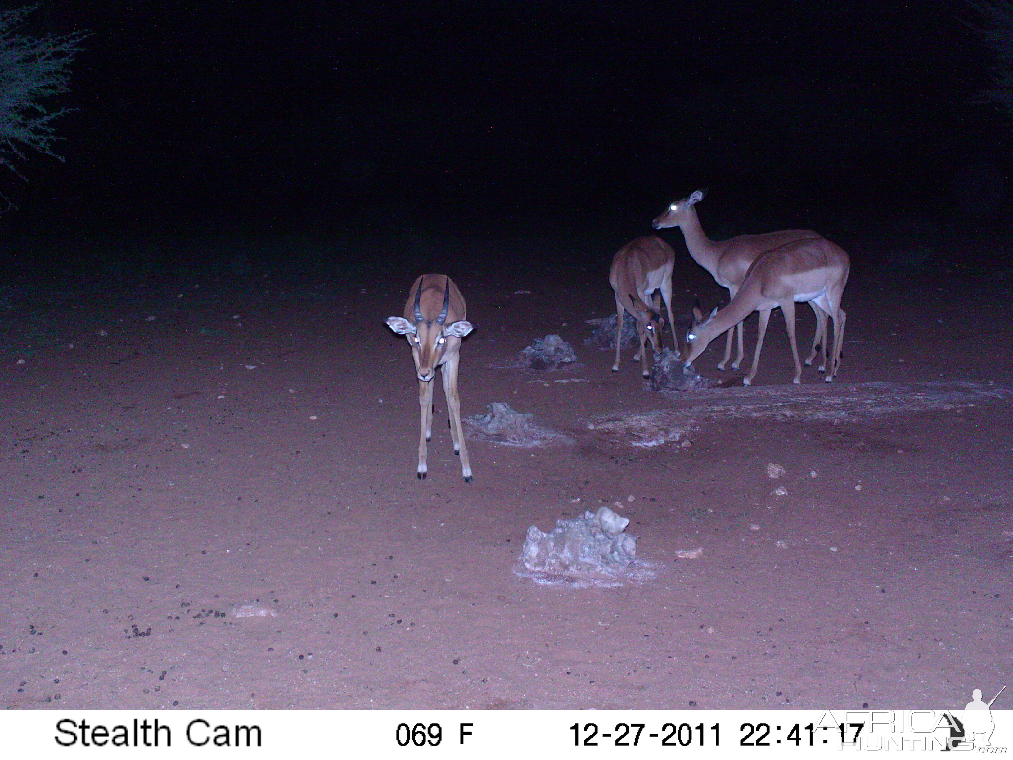 Trail Camera Namibia