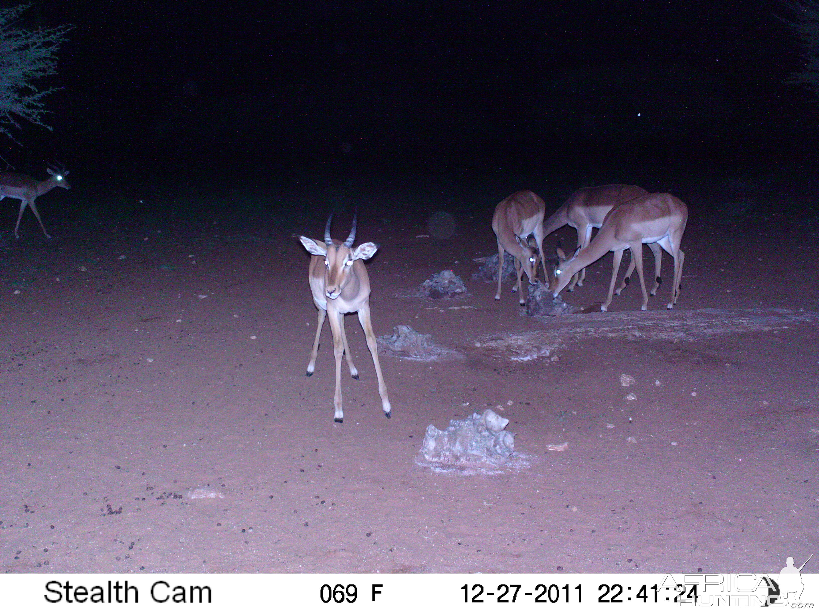 Trail Camera Namibia