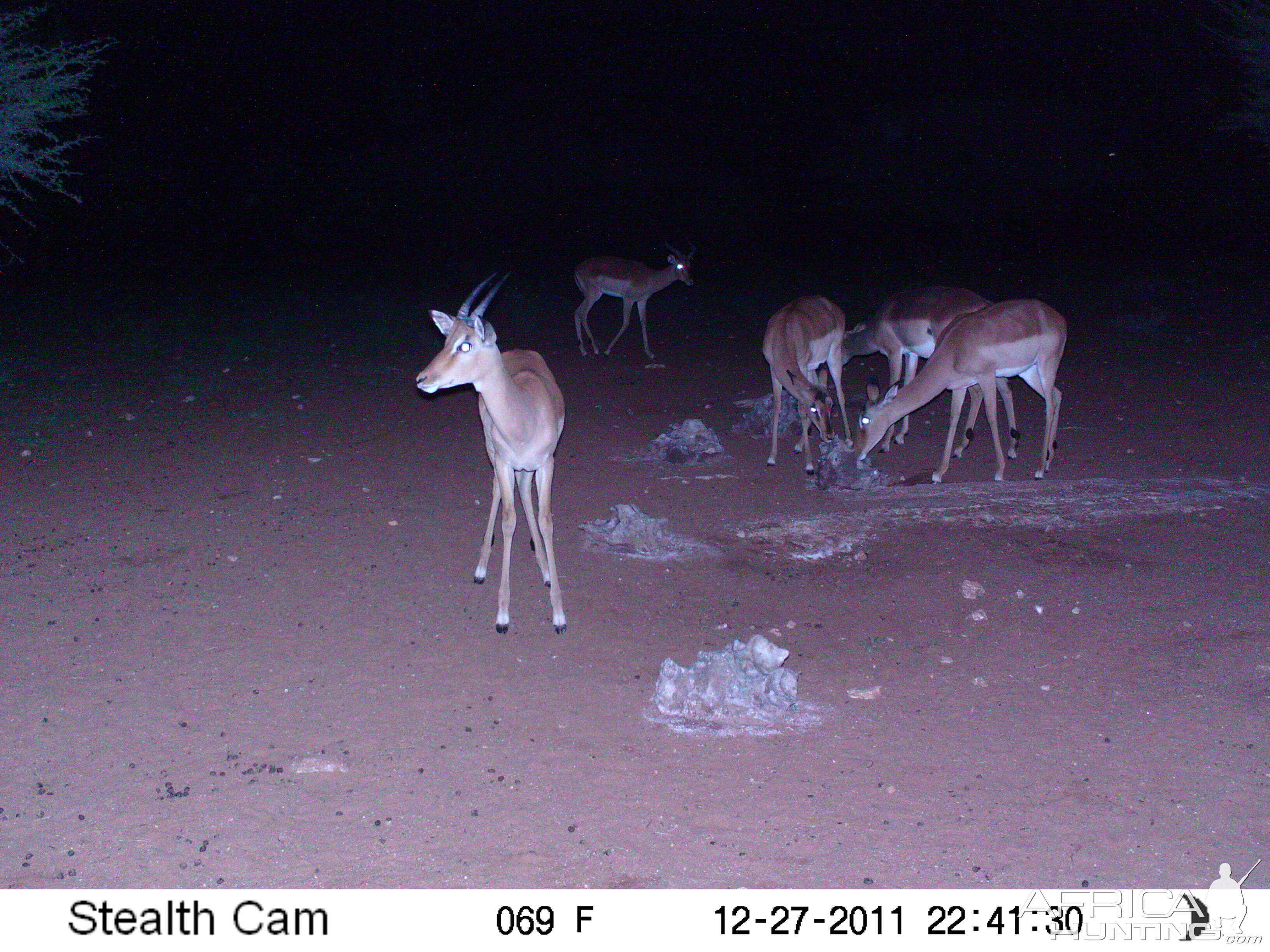 Trail Camera Namibia