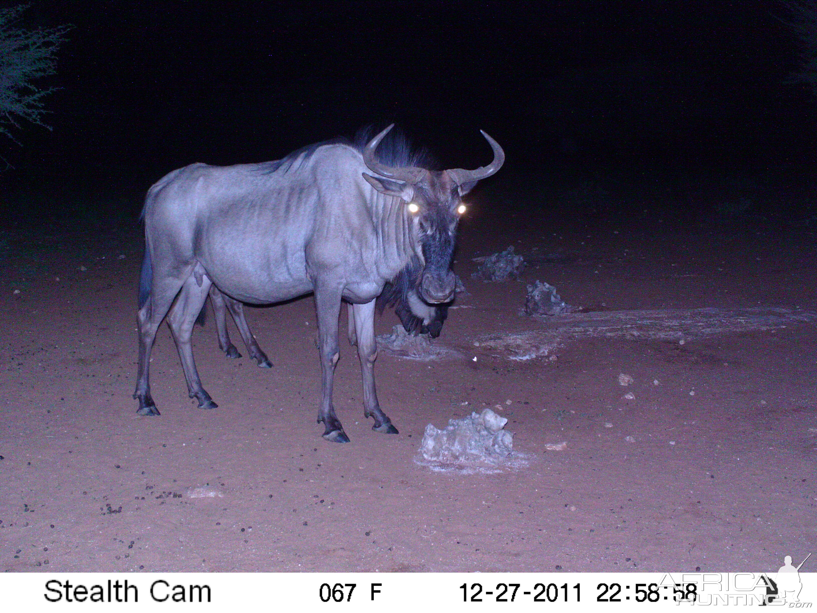 Trail Camera Namibia