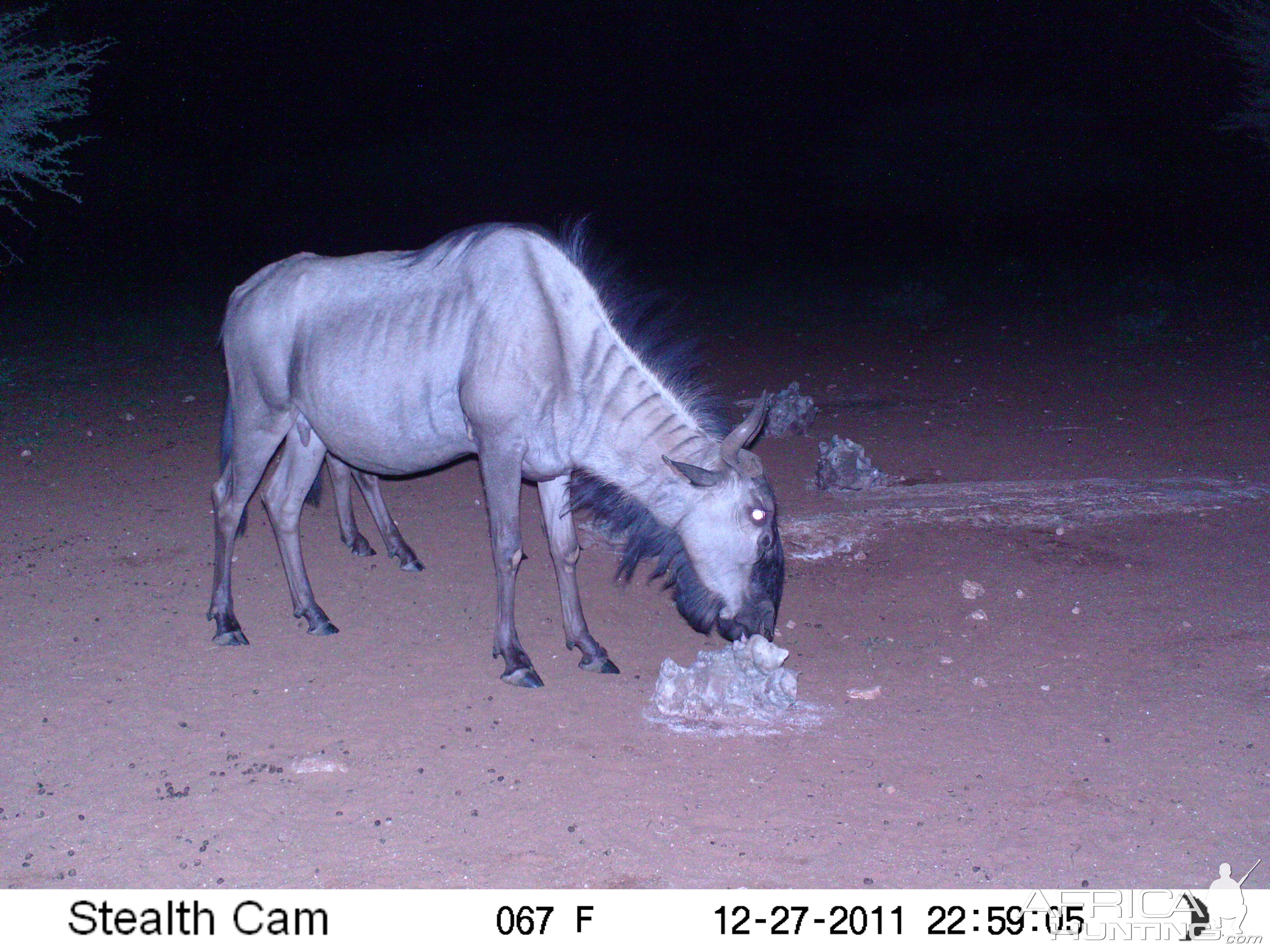 Trail Camera Namibia