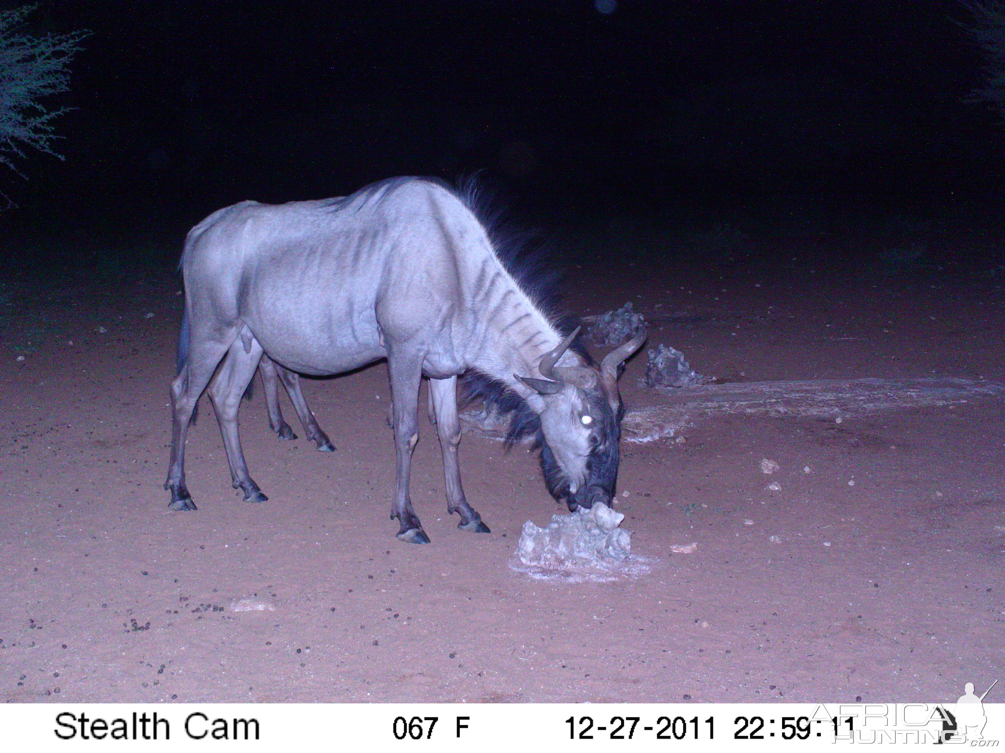 Trail Camera Namibia