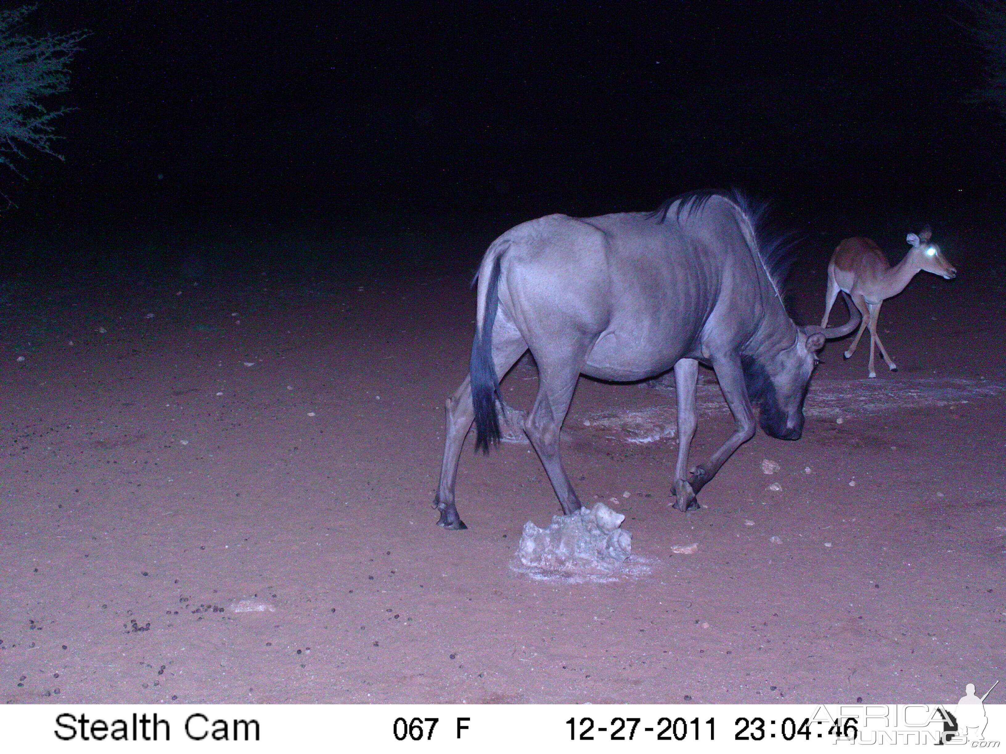 Trail Camera Namibia