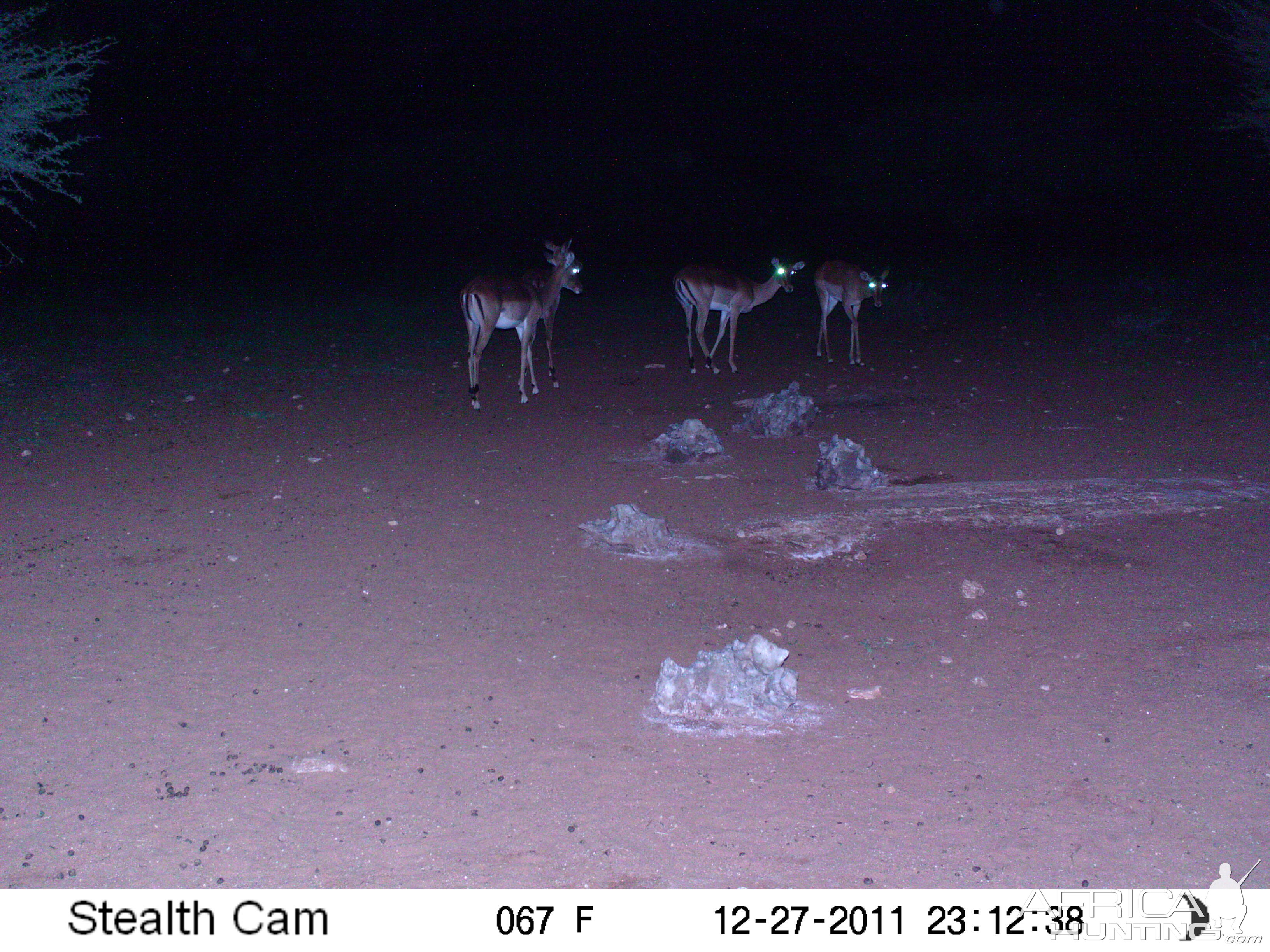 Trail Camera Namibia