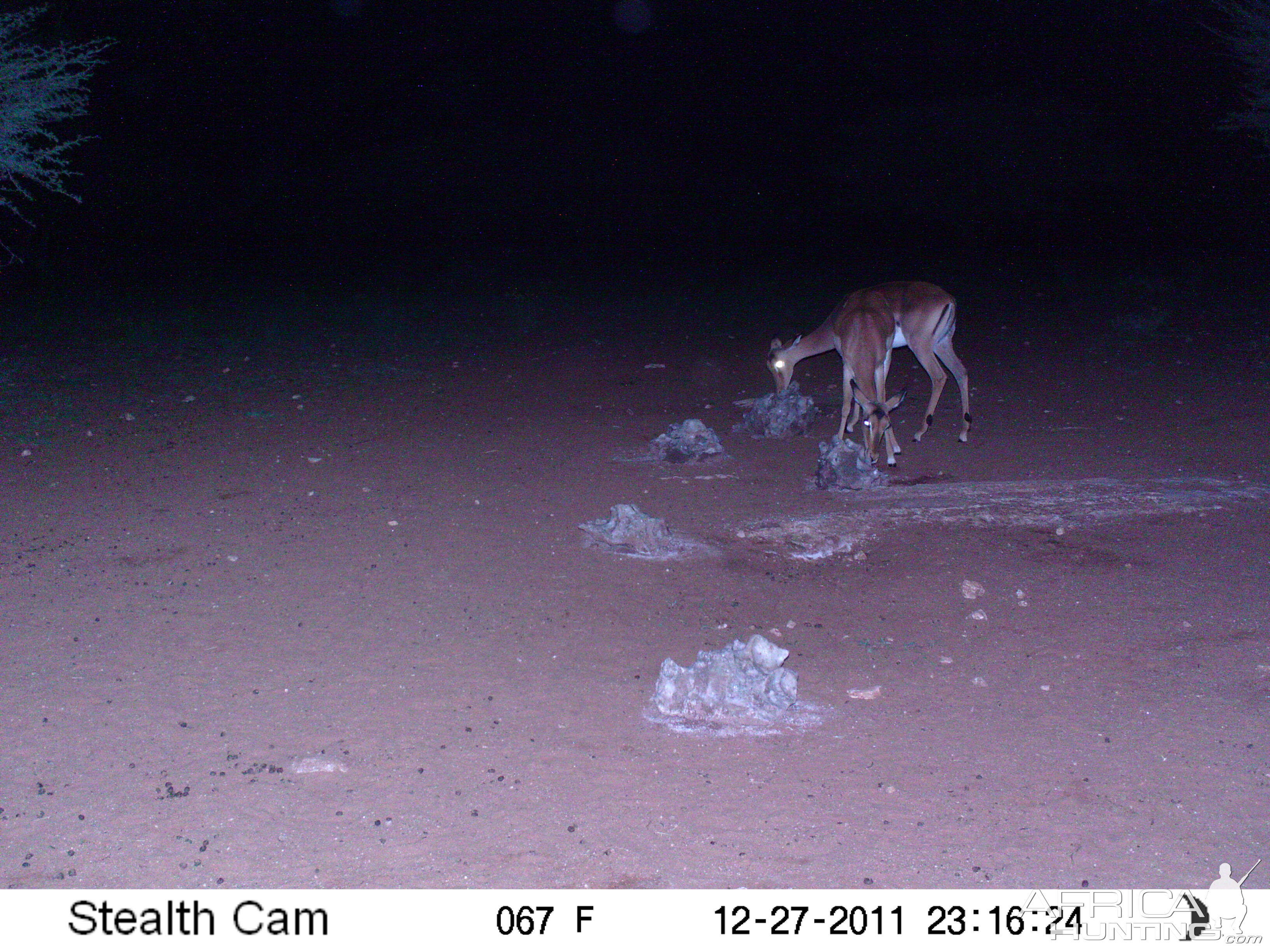 Trail Camera Namibia