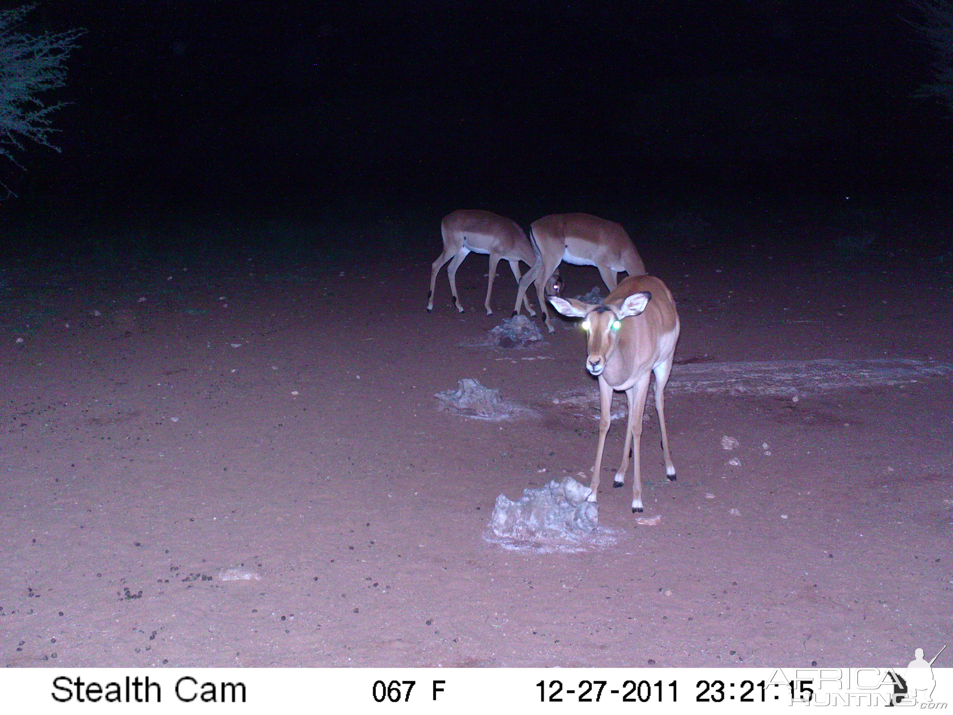 Trail Camera Namibia